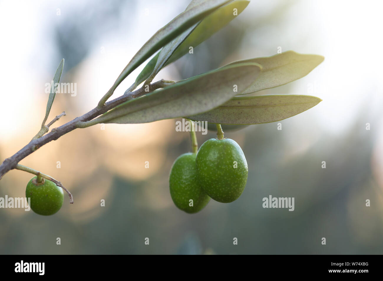 Olives sur une branche d'un olivier. Detail close-up of fruit vert olives avec focus sélectif et profondeur de champ Banque D'Images