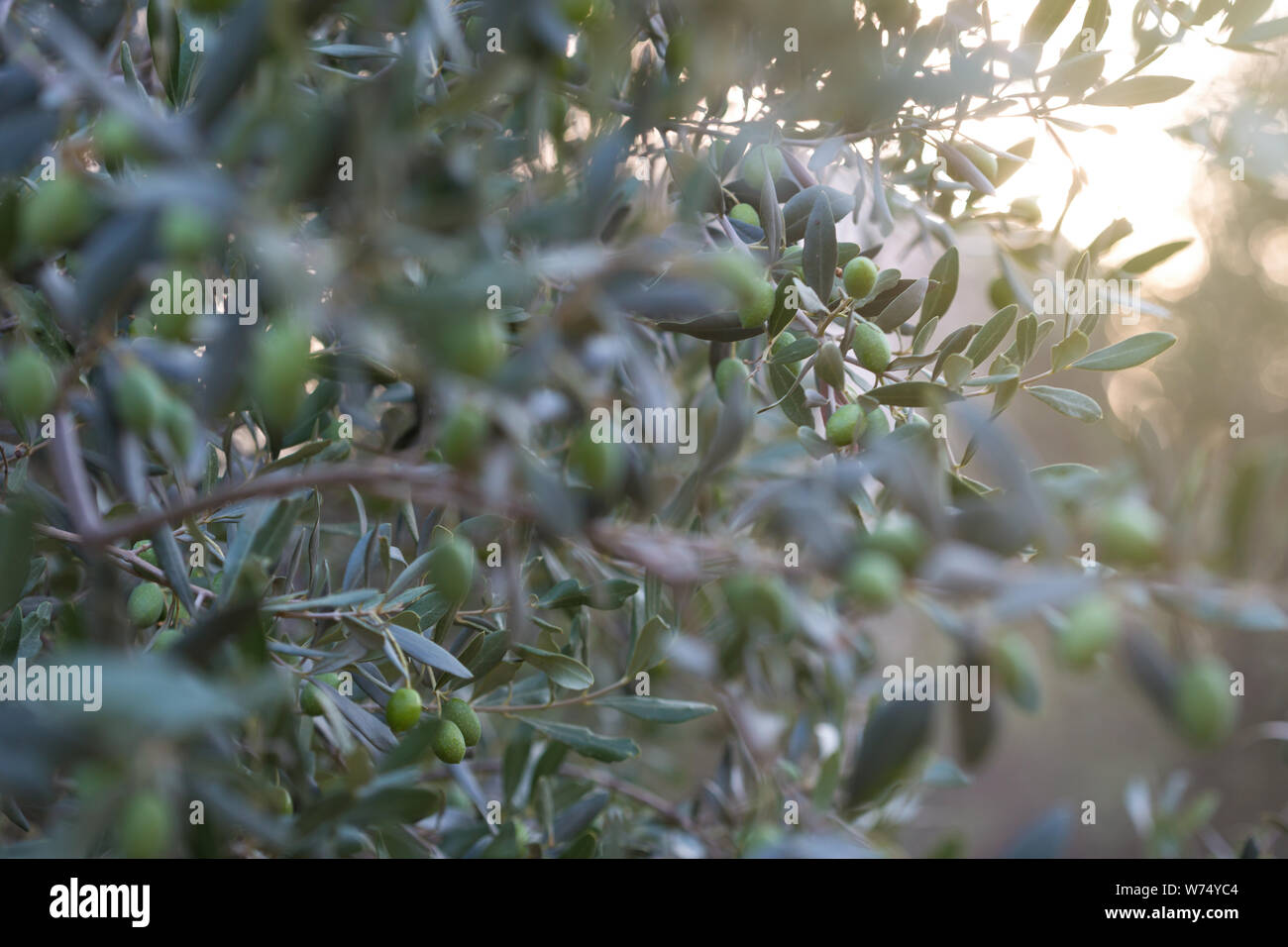 Olives sur une branche d'un olivier. Detail close-up of fruit vert olives avec focus sélectif et profondeur de champ. Banque D'Images