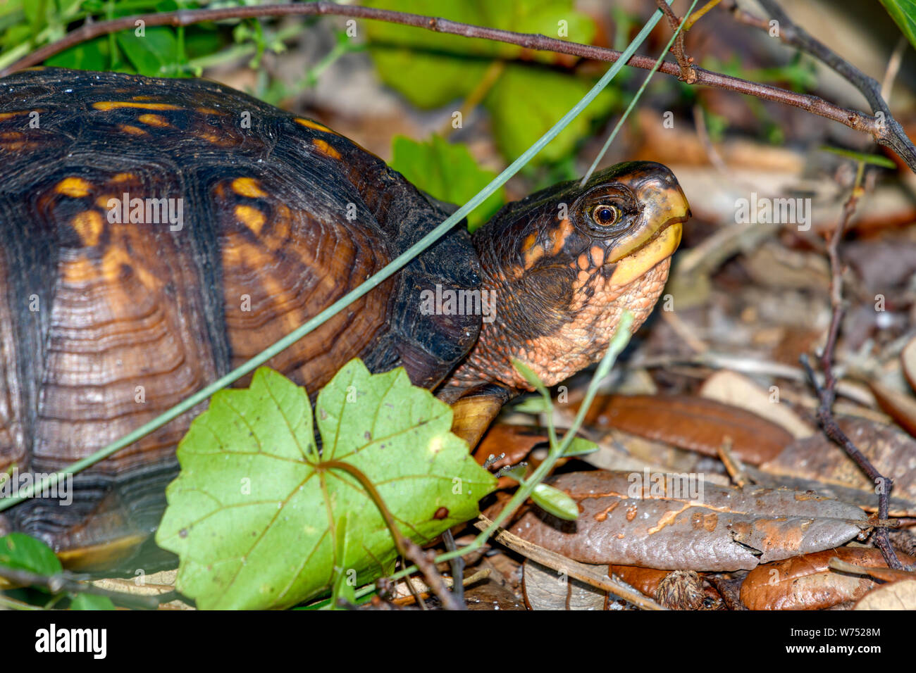 Fort de la côte du golfe - tortues Terrapene carolina major - nourriture dans la forêt Banque D'Images