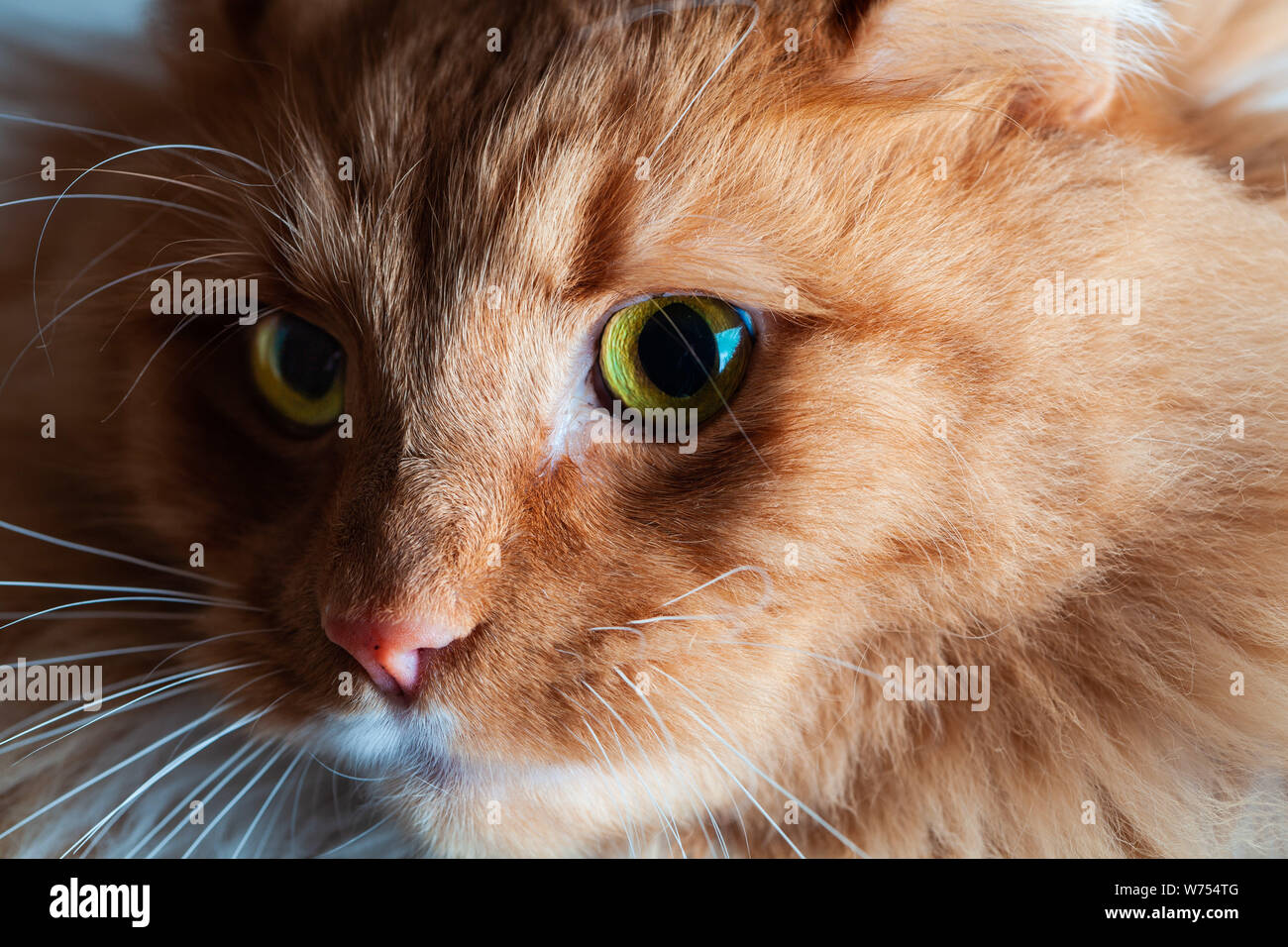 Lumière et Ombre chinoise sur le magnifique chat de gingembre avec des yeux verts portrait - gros plan extrême Banque D'Images