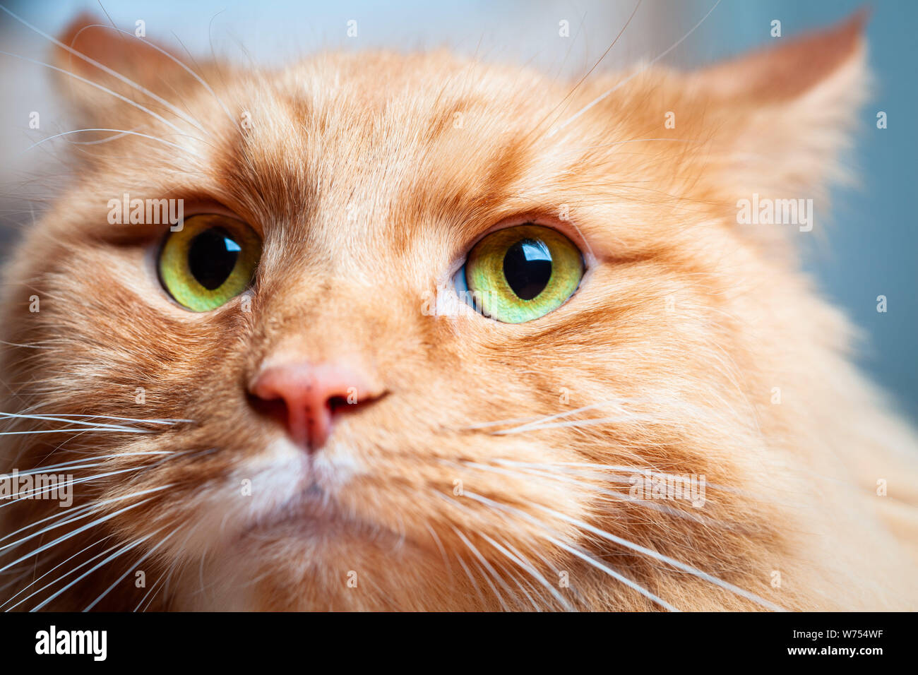 Chat de gingembre avec de beaux yeux verts - extreme closeup portrait Banque D'Images