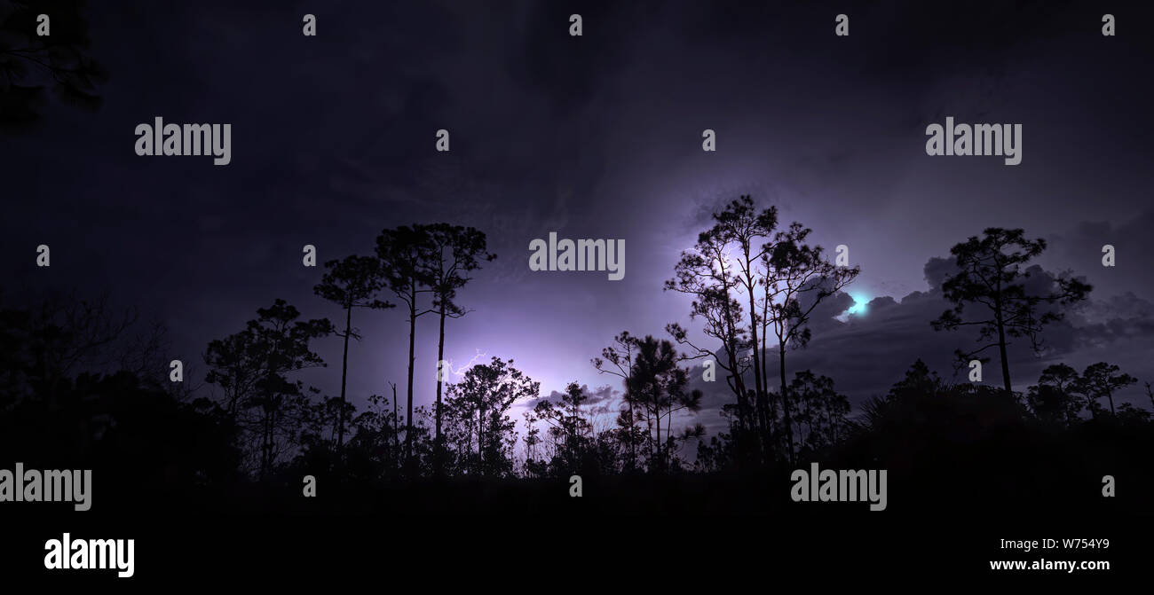 Les éclairs illuminent le ciel pendant un orage sur une zone boisée dans le parc national des Everglades, Banque D'Images Les éclairs illuminent le ciel pendant un orage sur une zone boisée dans le parc national des Everglades, Banque D'Images