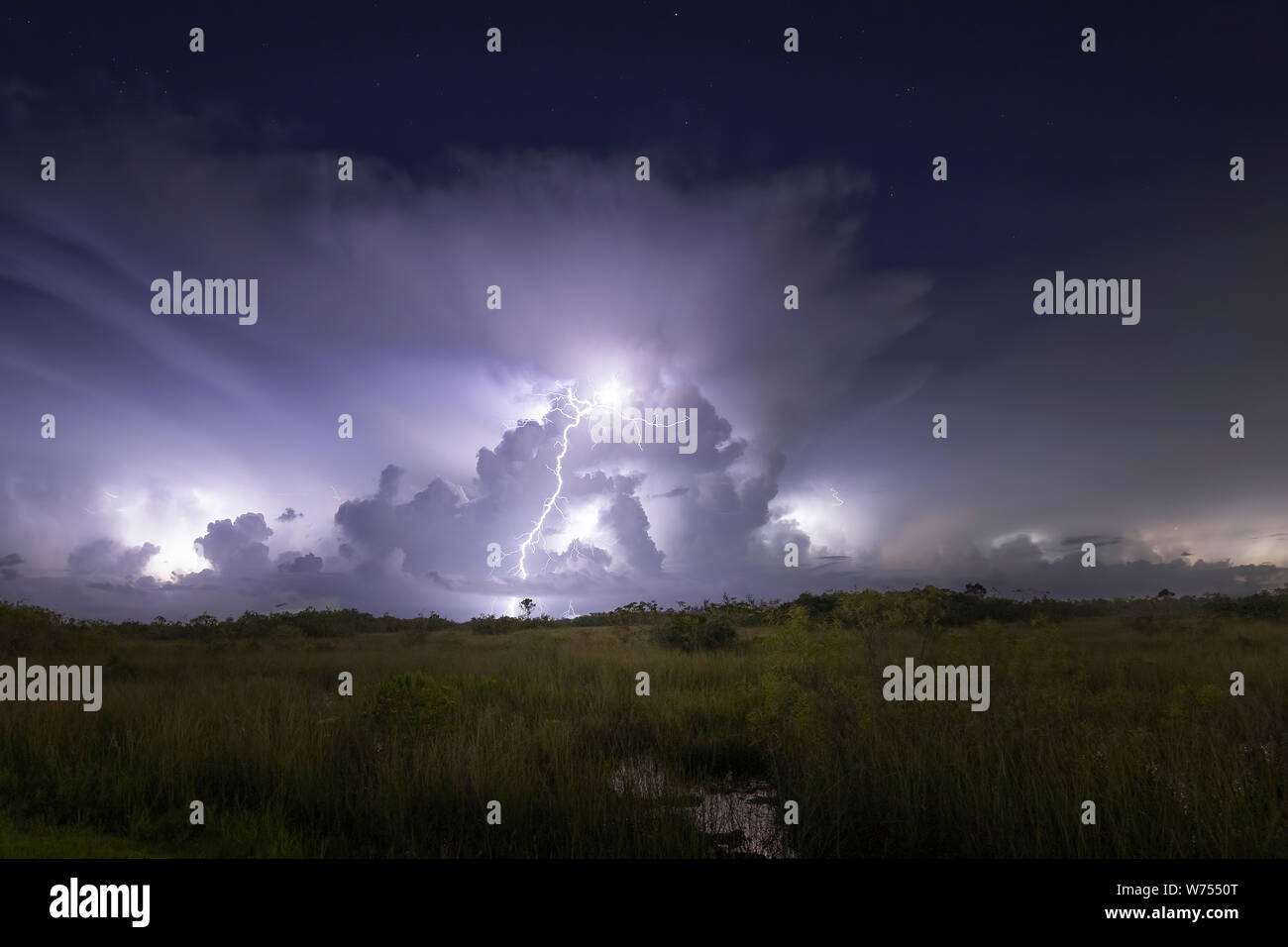 Un éclair frappe le sol pendant un orage dans le parc national des Everglades. Banque D'Images Un éclair frappe le sol pendant un orage dans le parc national des Everglades. Banque D'Images