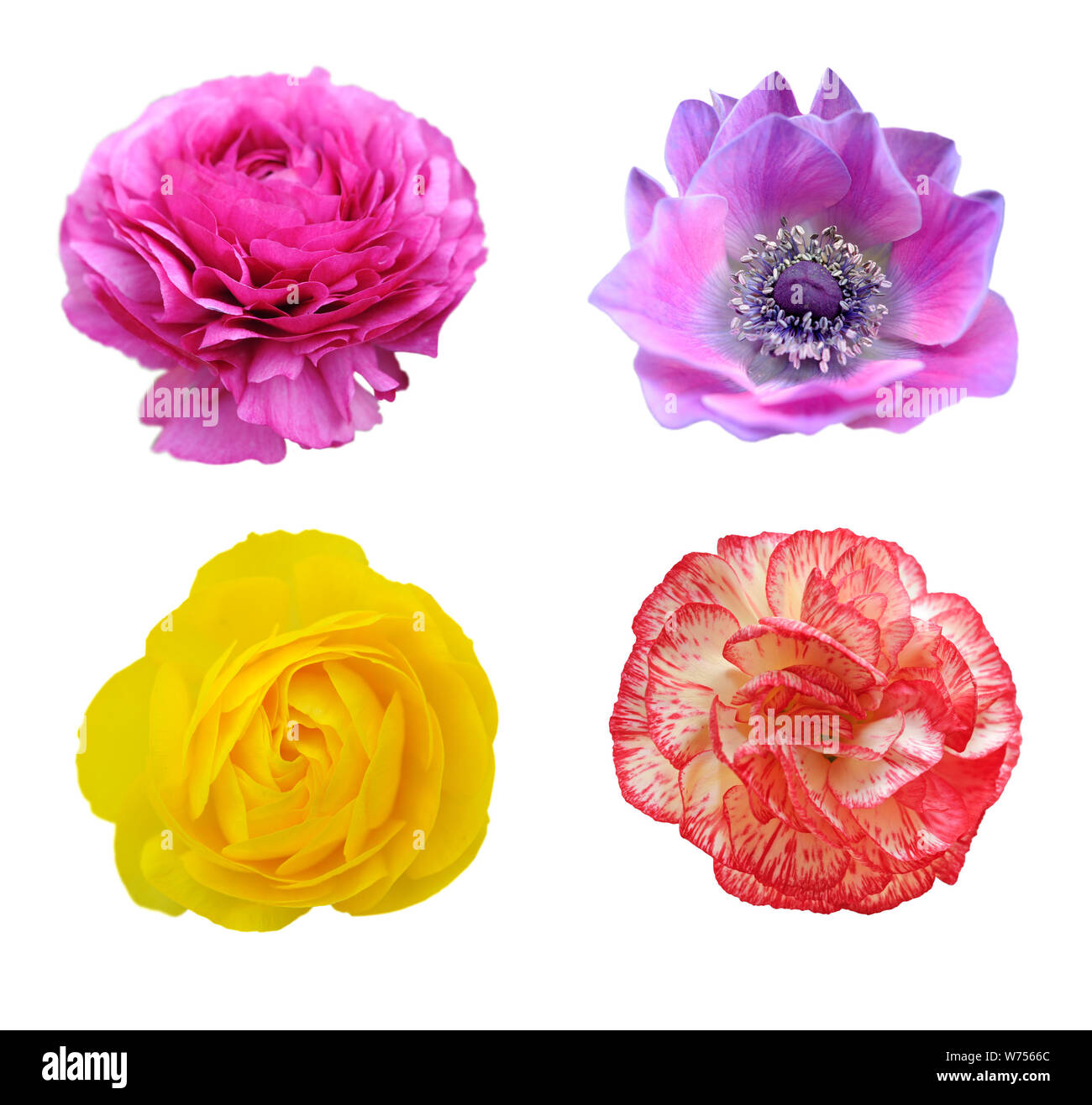 Persian rose et jaune violet renoncule, mona lisa, blush et fleurs  carnation isolated on white Photo Stock - Alamy