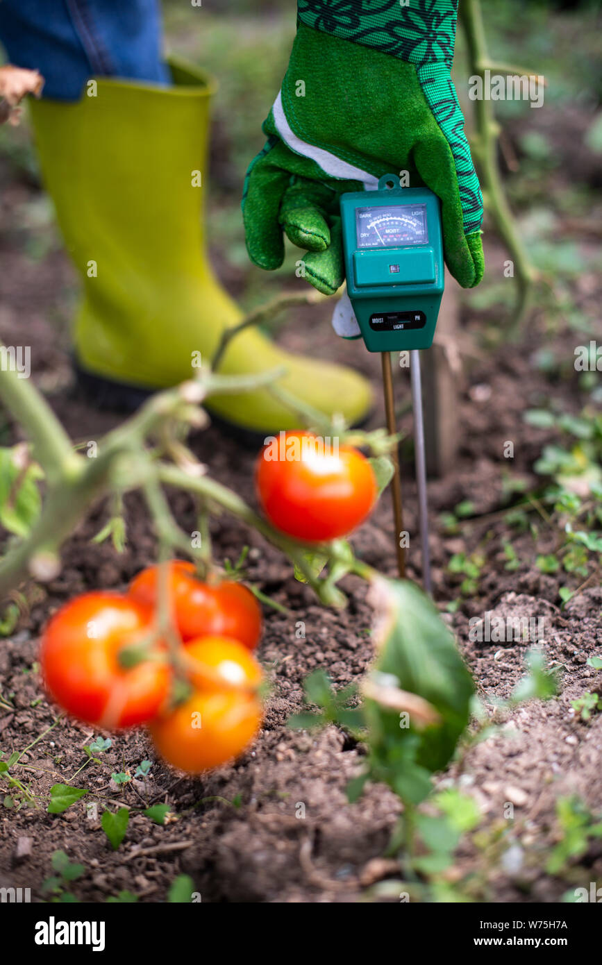 Testeur d'humidité dans le sol. Pour mesurer l'humidité sur les plants de tomates avec l'appareil numérique. Agricultrice dans un jardin. Concept pour les nouvelles technologies dans Banque D'Images