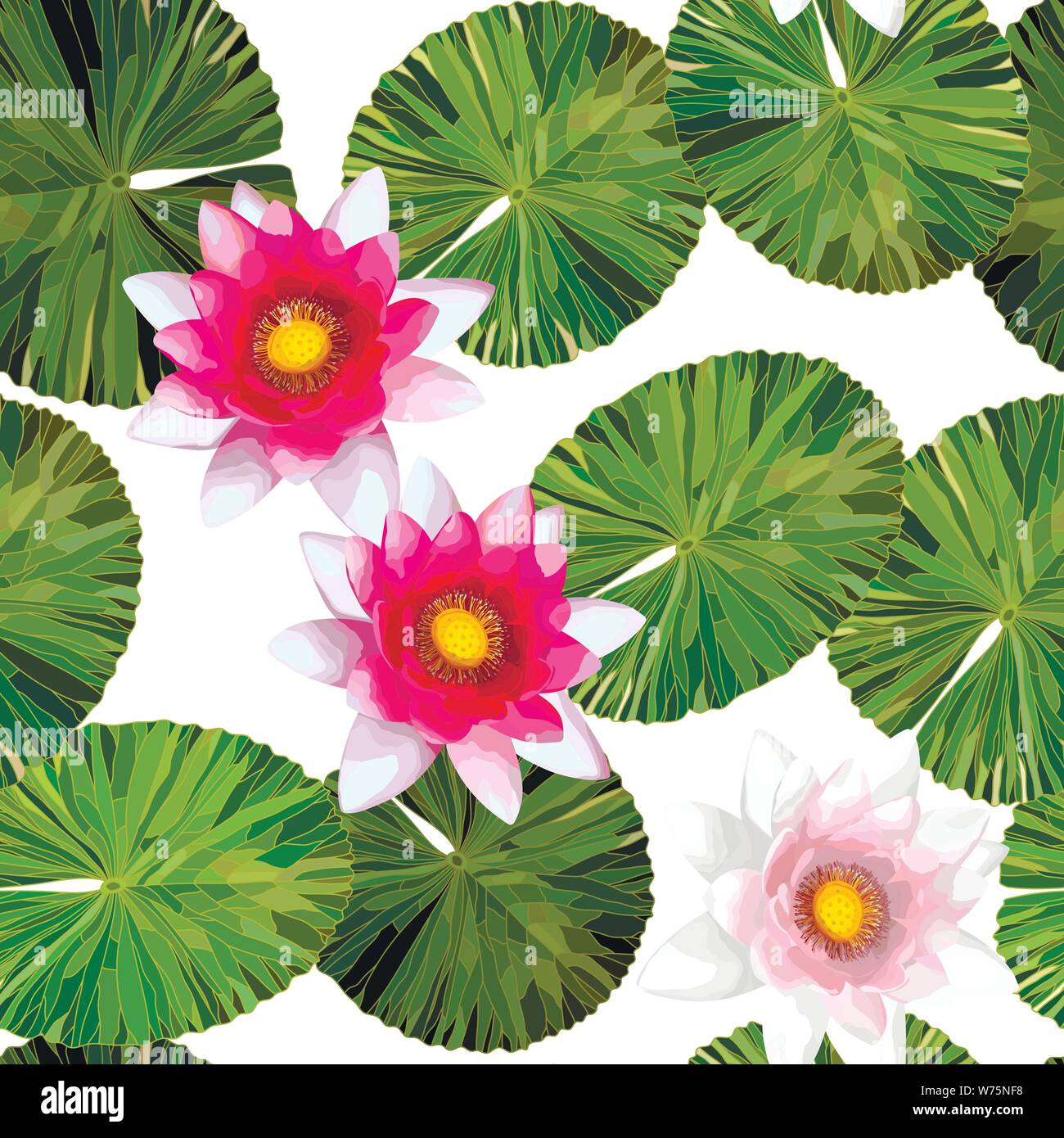Lotus rouge fleurs de lys sur fond blanc avec des feuilles, de nature fond Illustration de Vecteur