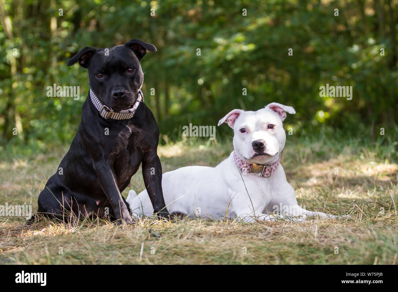 Deux amis, Staffordshire Bull Terrier Noir et blanc Banque D'Images