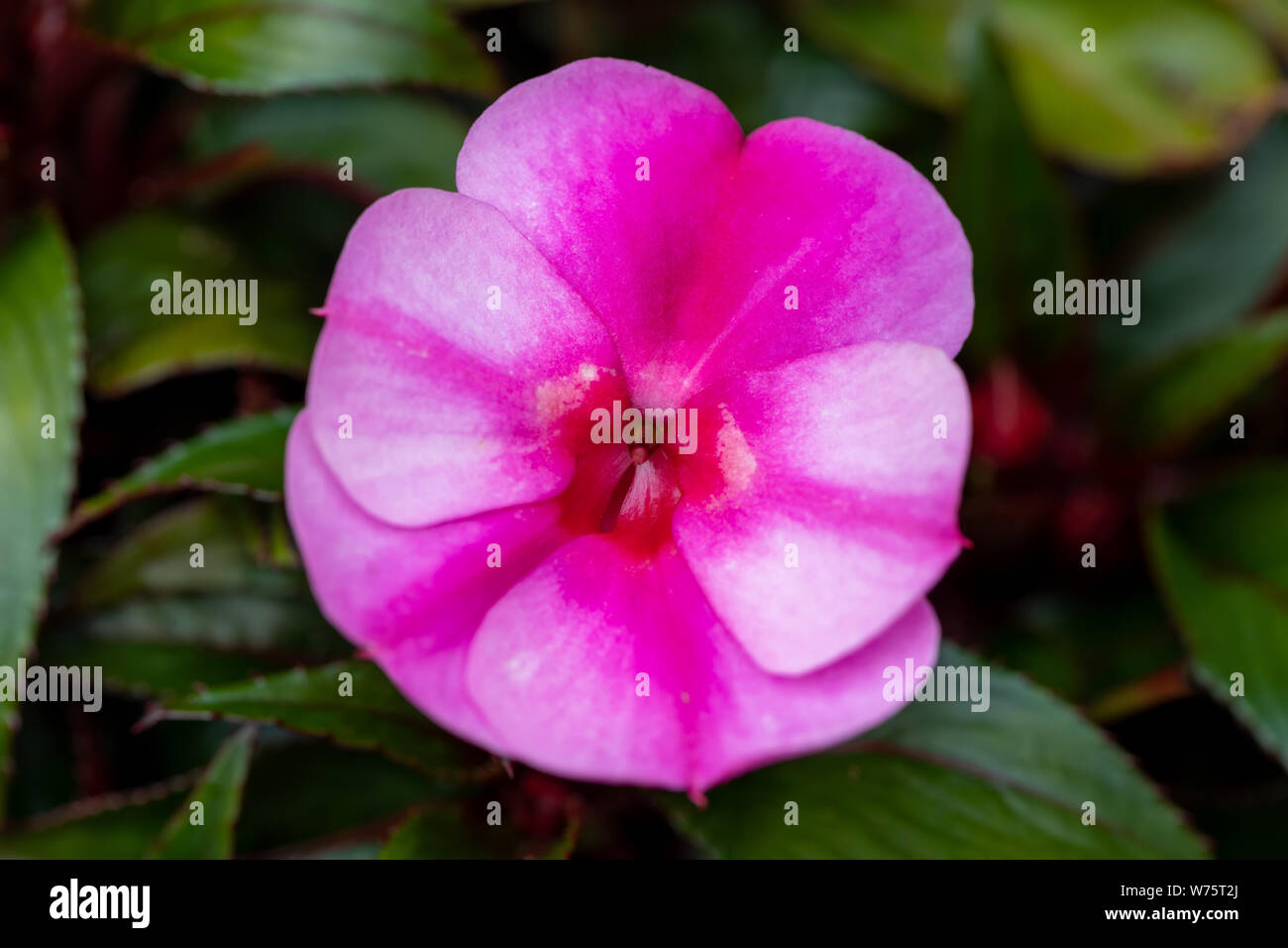 Belle de Nouvelle-guinée rose fleurs dans jardin d'été. Banque D'Images