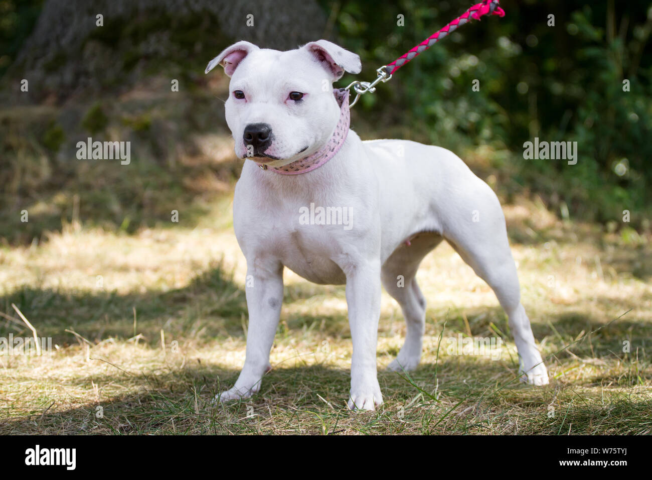 Staffordshire Bull Terrier Blanc, Comité permanent Banque D'Images
