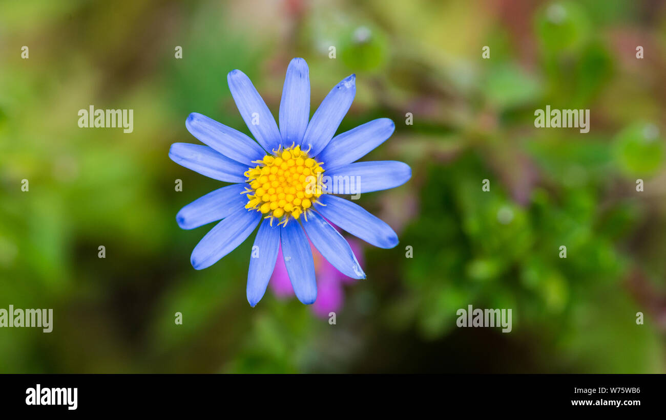 Un plan macro sur une fleur bleu felicia. Banque D'Images