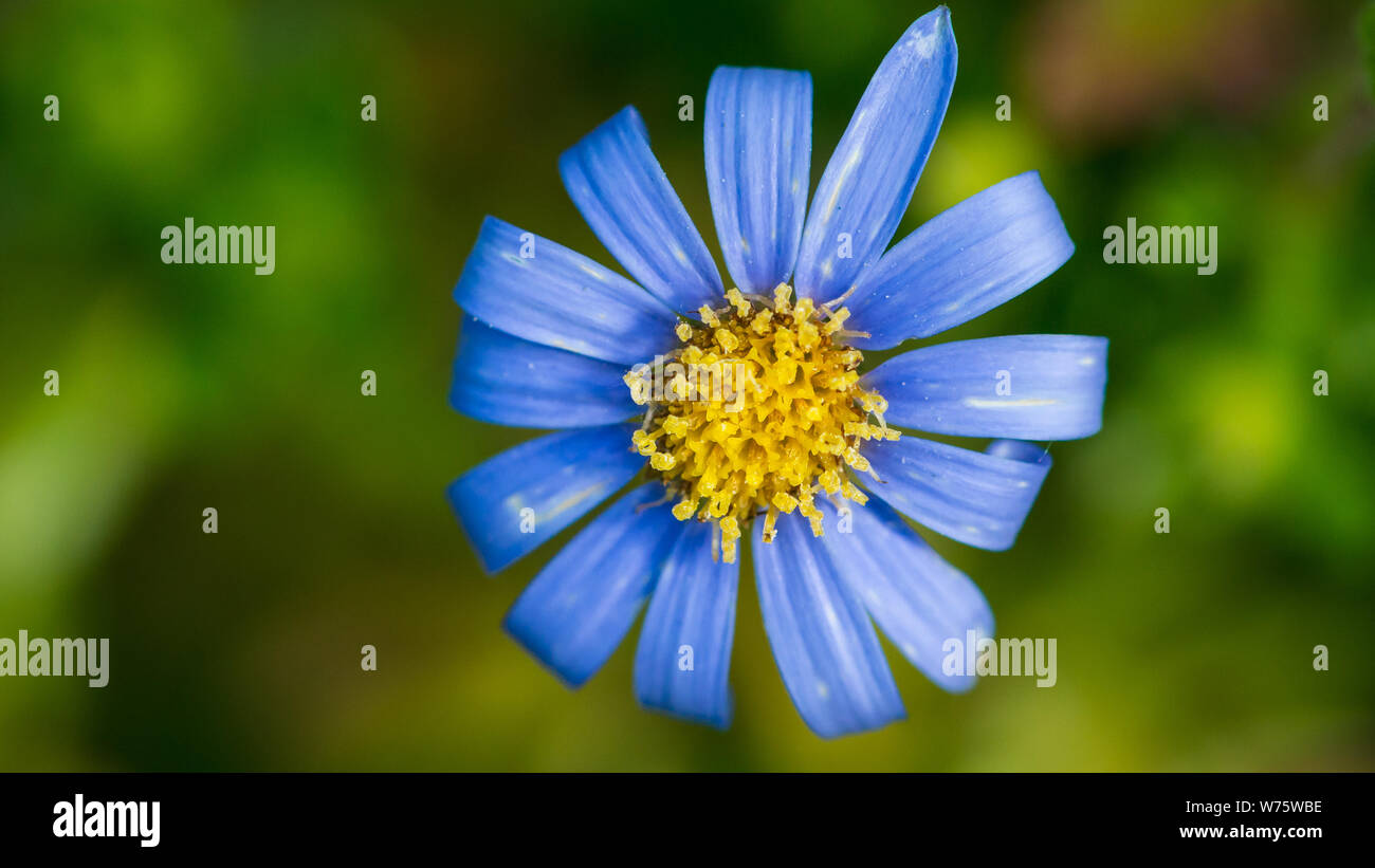 Un plan macro sur une fleur bleu felicia. Banque D'Images