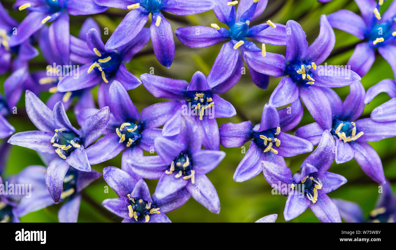 Un plan macro sur certains portugais bleu squill la floraison. Banque D'Images
