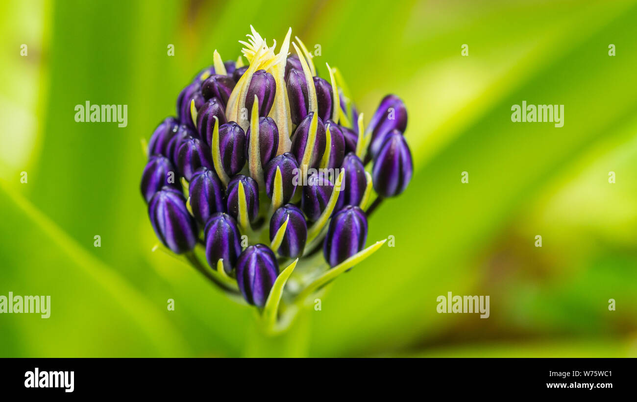 Un plan macro sur certains portugais squill boutons de fleurs. Banque D'Images