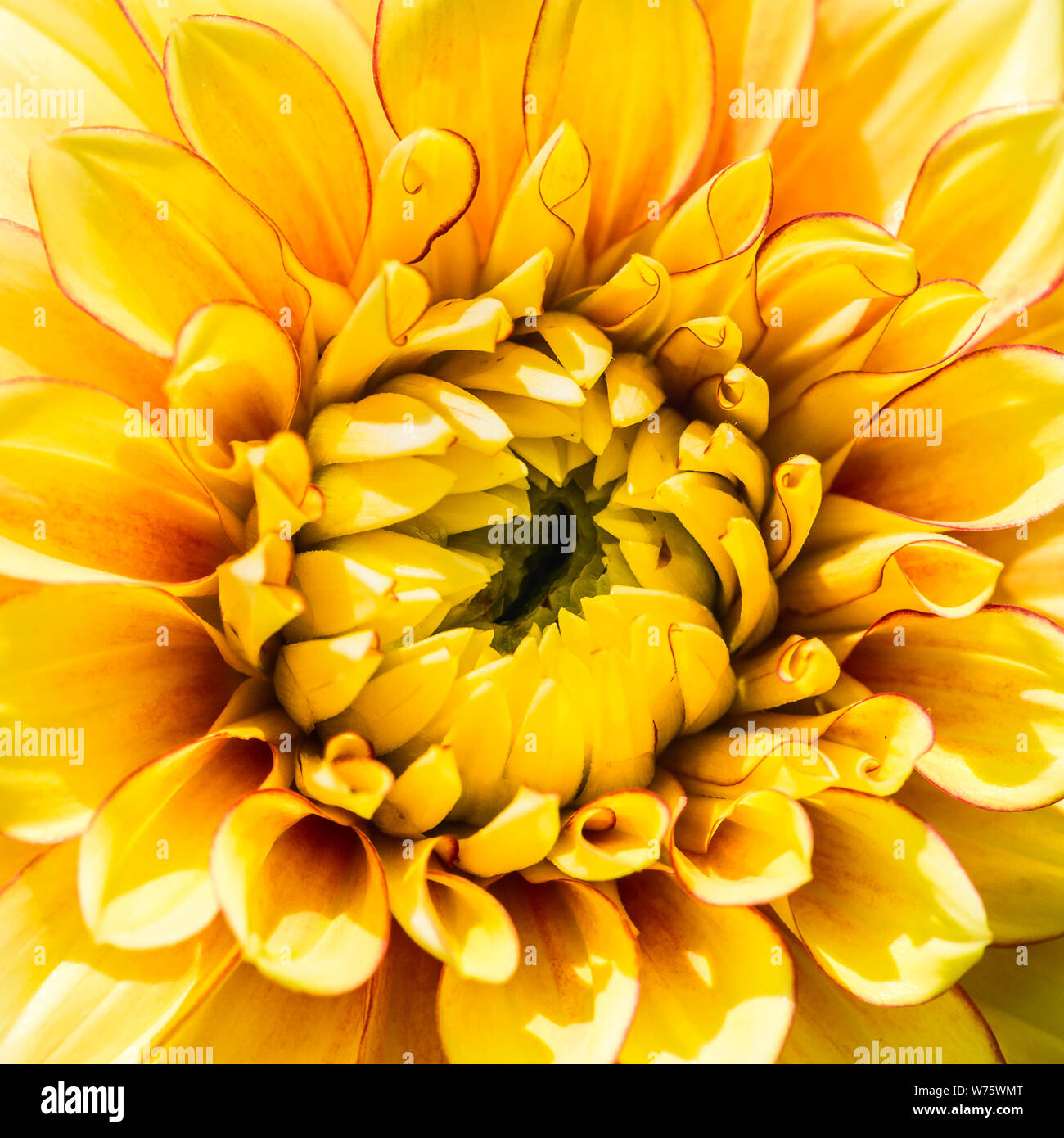 Un plan macro sur une fleur dahlia le lac Ontario. Banque D'Images