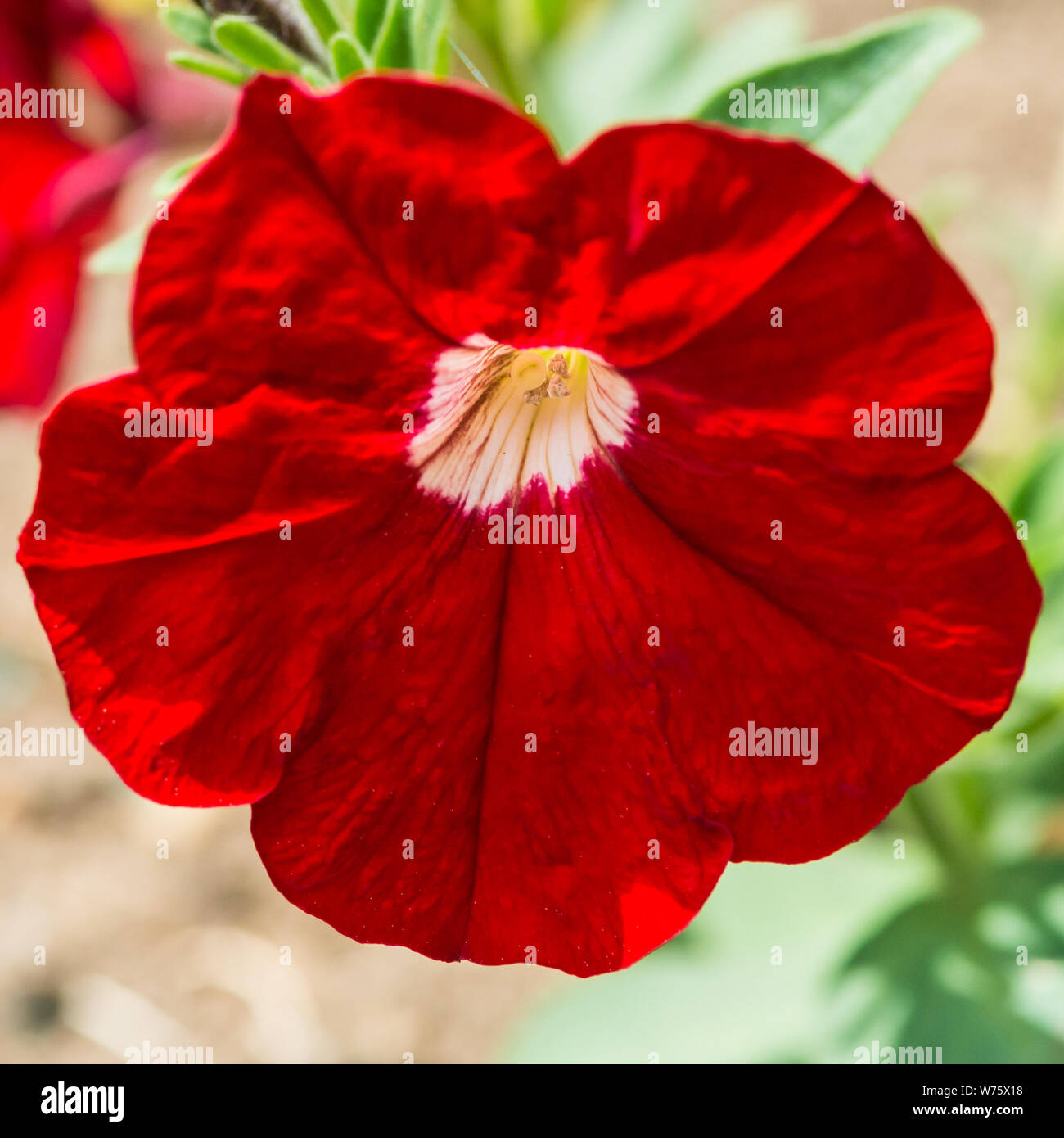 Un plan macro sur une jolie fleur rouge pétunia. Banque D'Images