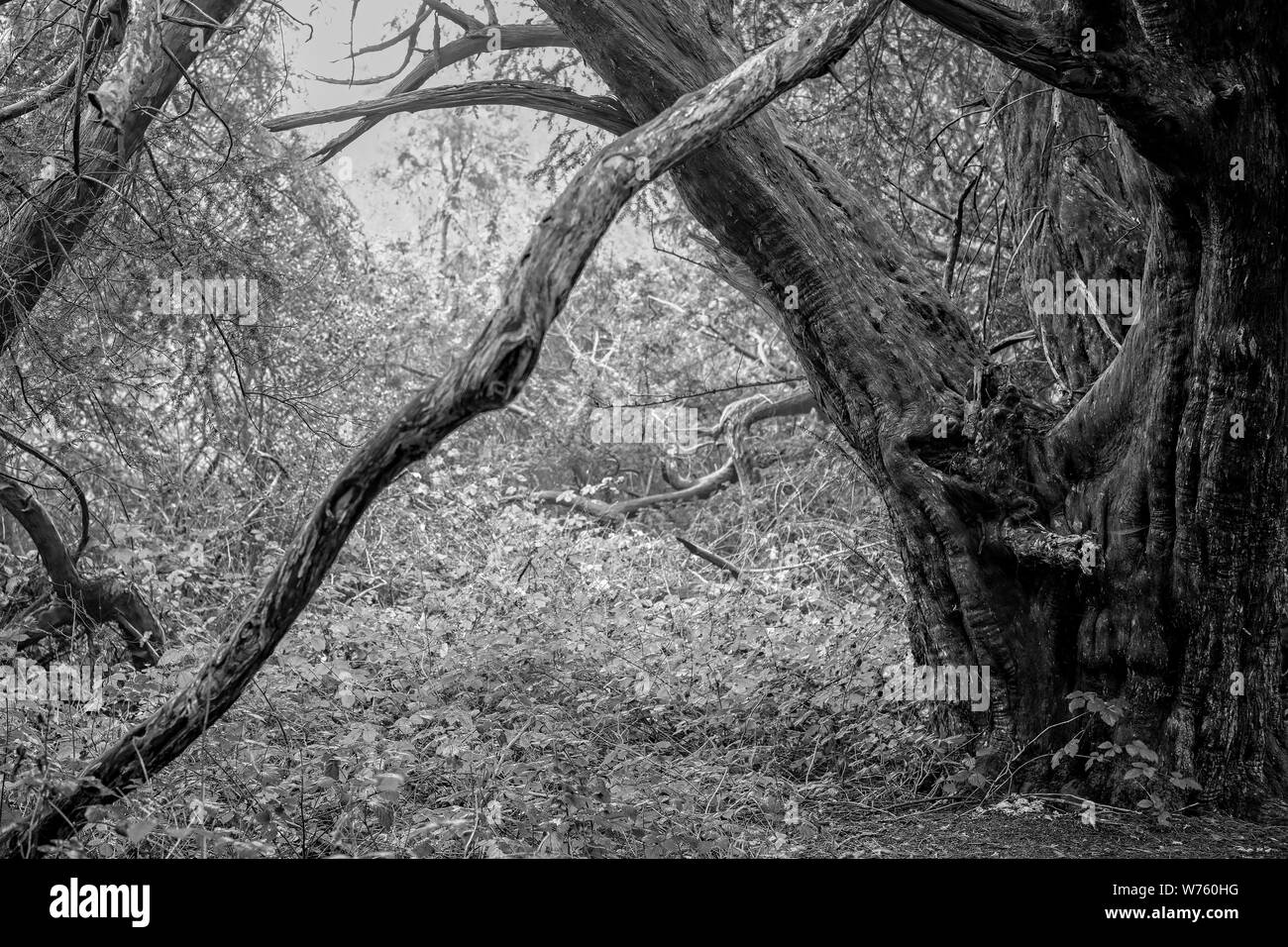 Le noir et blanc de l'arbre d'If en Vale Royal, West Sussex, UK Banque D'Images