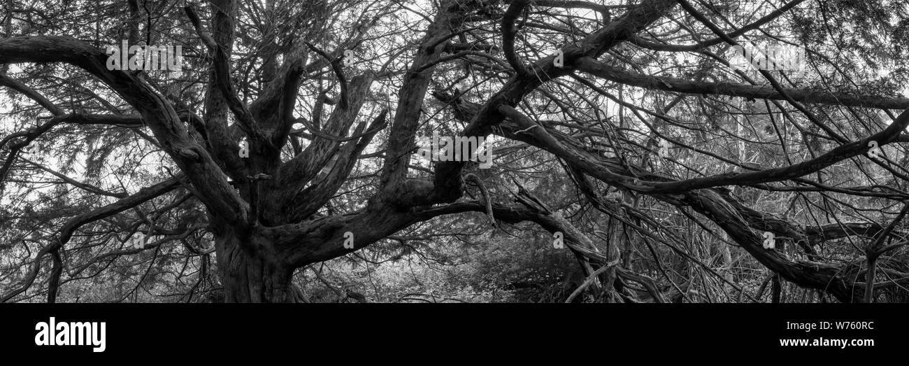 Le noir et blanc de l'arbre d'If en Vale Royal, West Sussex, UK Banque D'Images