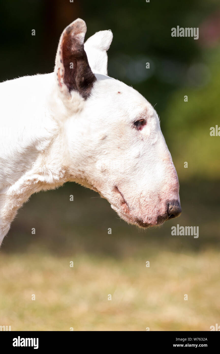 Portrait d'un jeune de 15 ans white Bull Terrier Banque D'Images