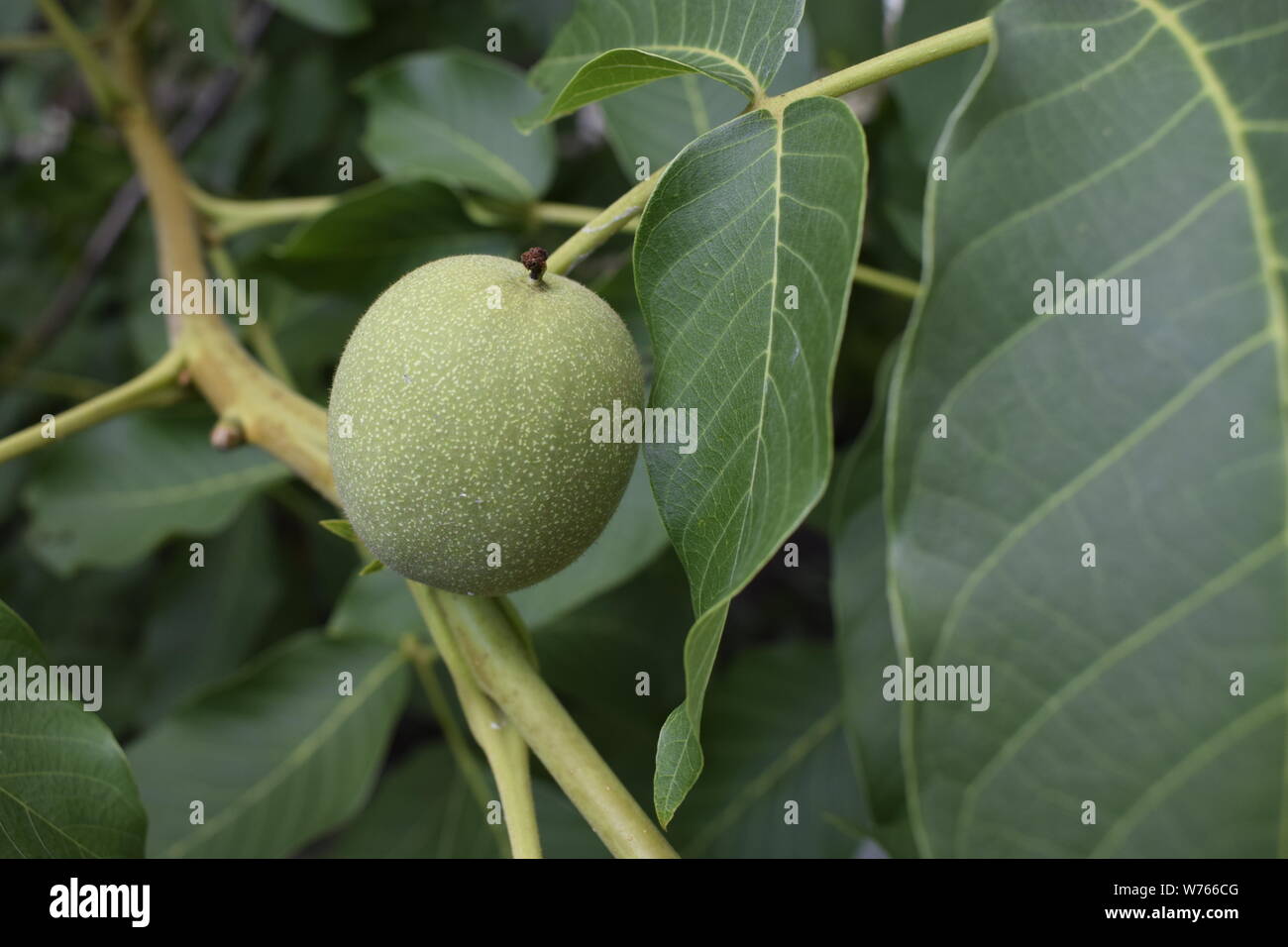 Direction générale à la noix verte. Les jeunes fruits du noyer Banque D'Images