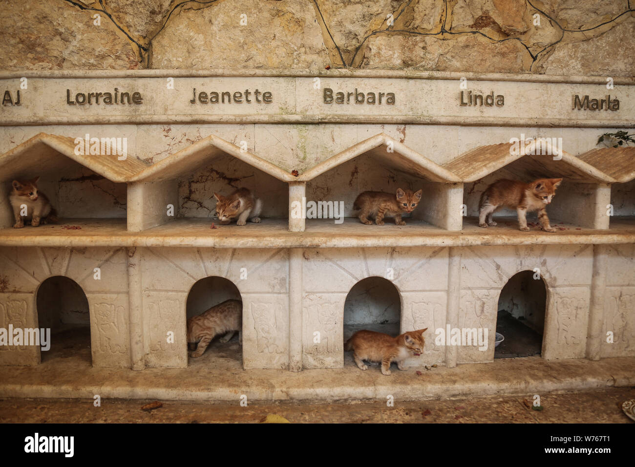 03 Aout 19 La Syrie Alep Les Chats Sont Accueillis A L Abris De L Ernesto S Cat Sanctuary Gere Par Mohammed Alaa Al Jaleel Aussi Connu Sous Le Nom De Cat Man D Alep Au
