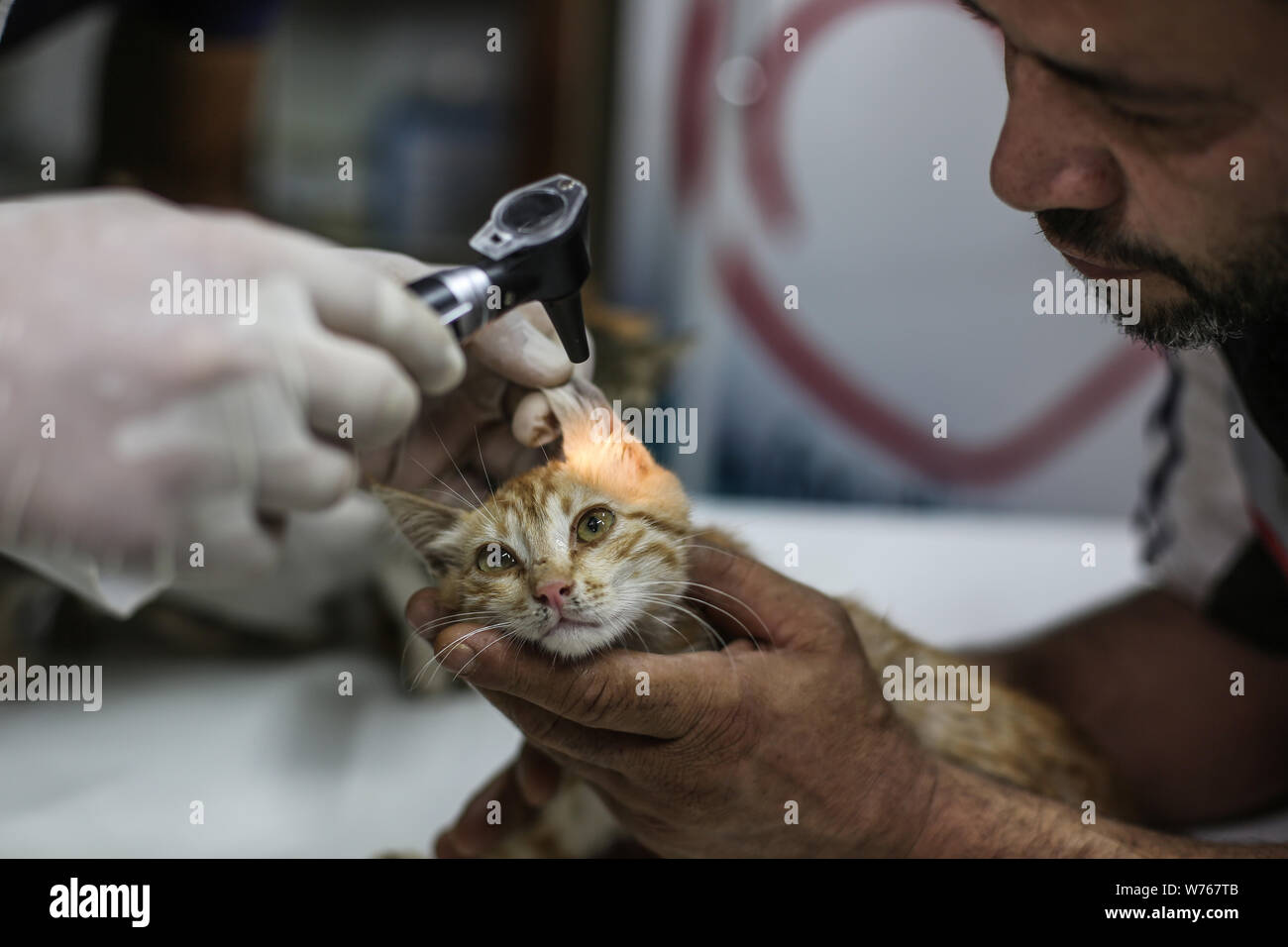 04 Aout 19 La Syrie Alep Mohammed Alaa Al Jaleel R Aussi Connu Sous Le Nom De Cat Man D Alep Est Titulaire D Un Chat D Etre Examine Par Le Veterinaire A Mohammad Youssef