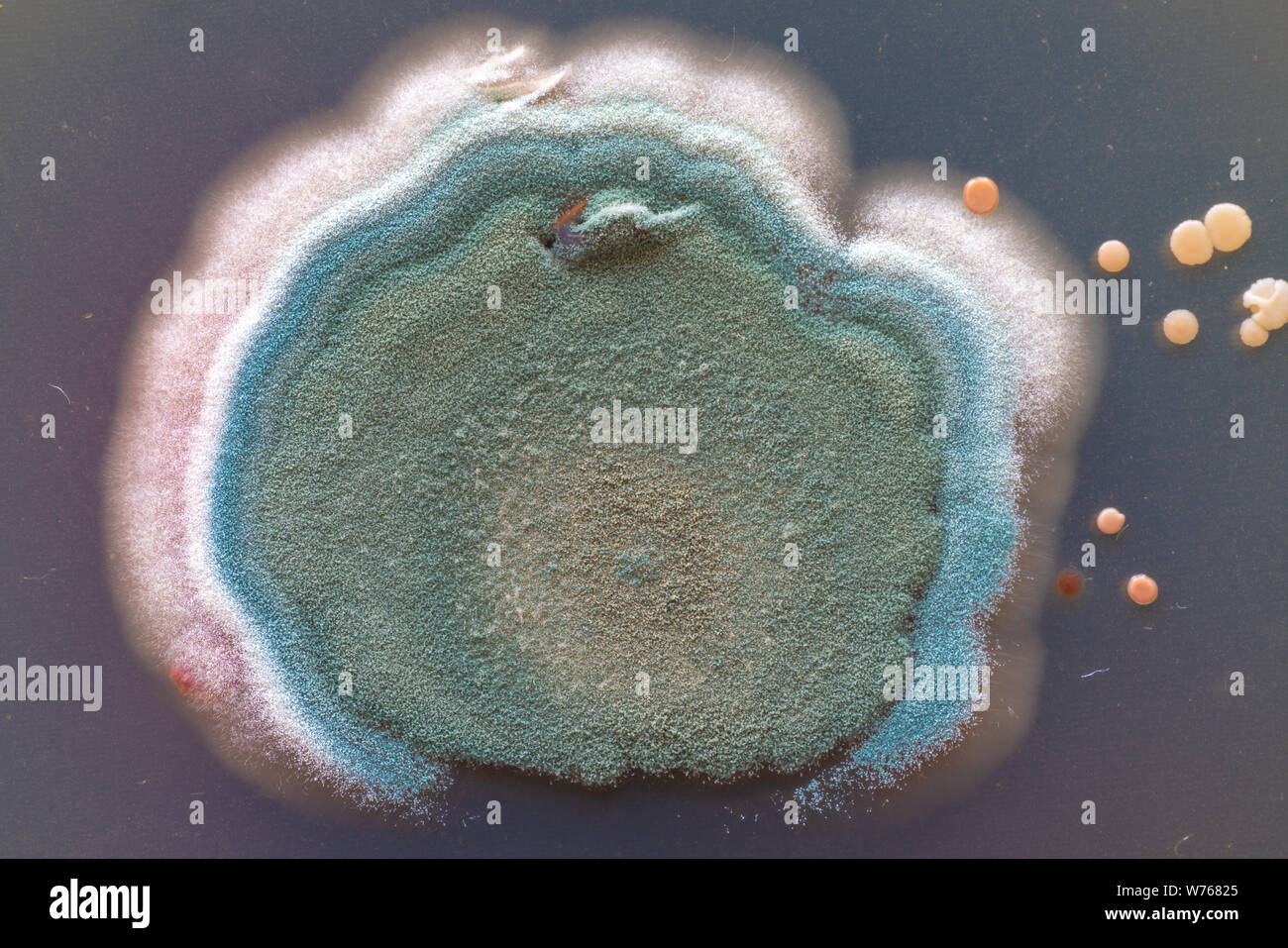 Les colonies de champignons et bactéries sur agar dans une boîte de Petri Banque D'Images