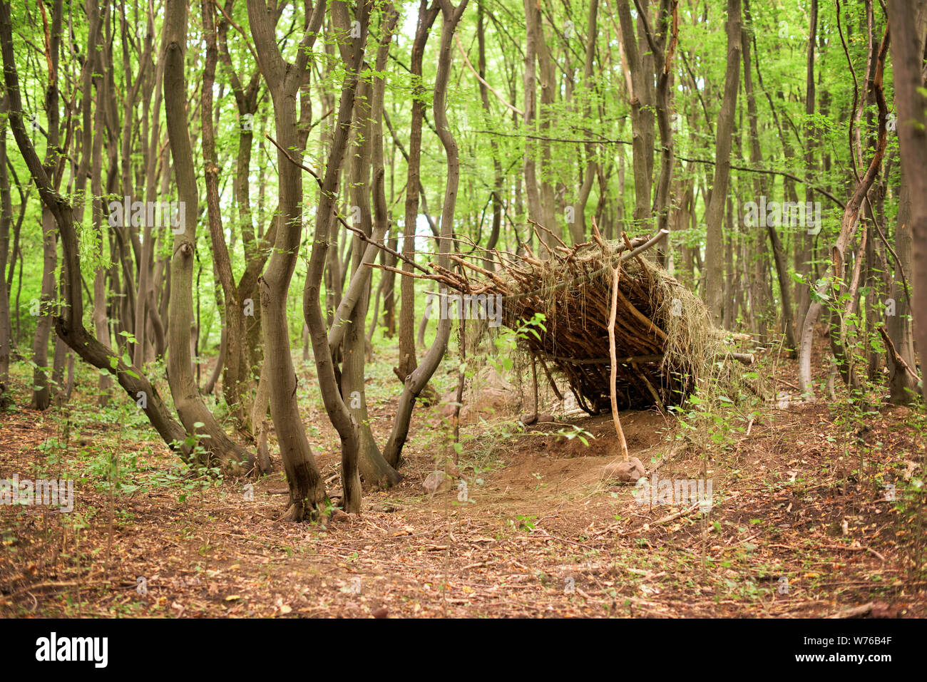 Small wooden lodge parmi beaucoup d'arbres de chêne Banque D'Images