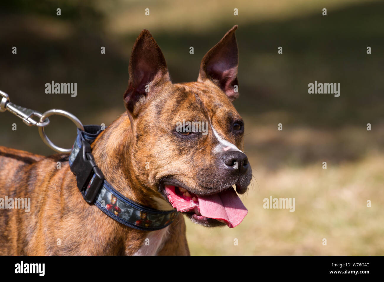 Tête portrait d'un brindle Staffordshire Bull Terrier Banque D'Images