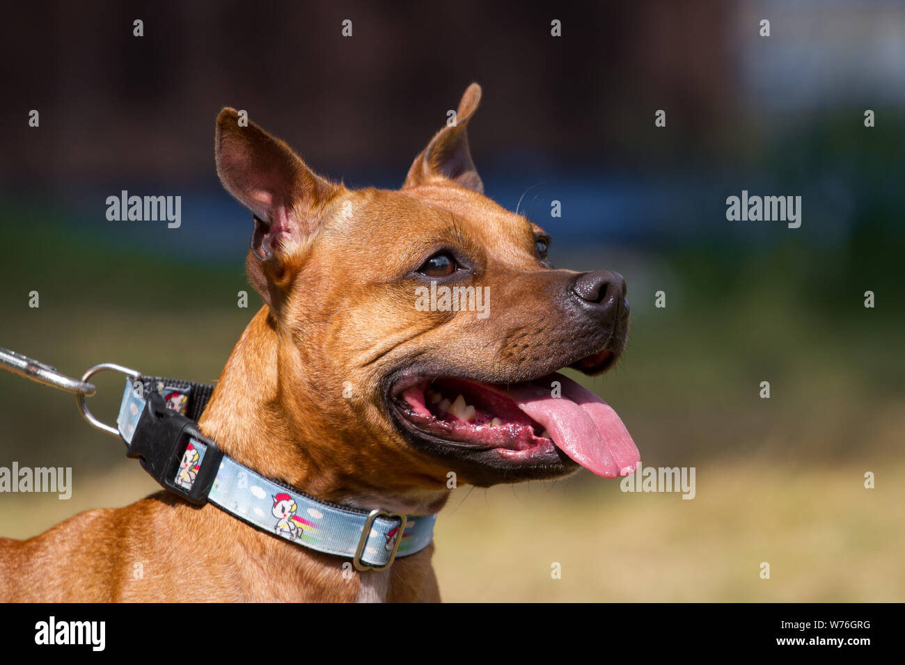 Brown Staffordshire Bull Terrier Banque D'Images