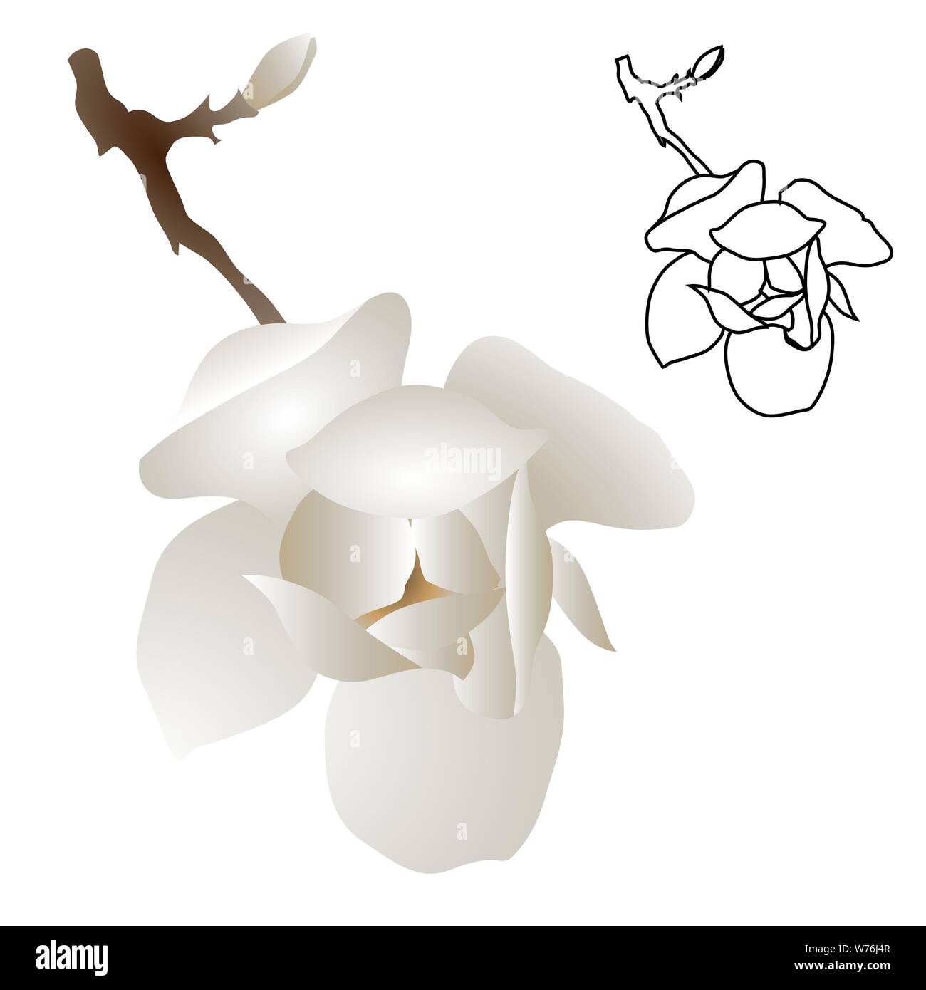 Magnolia tree flower isolated on white background. Silhouette Contour d'un rameau en fleurs. Vector illustration Illustration de Vecteur