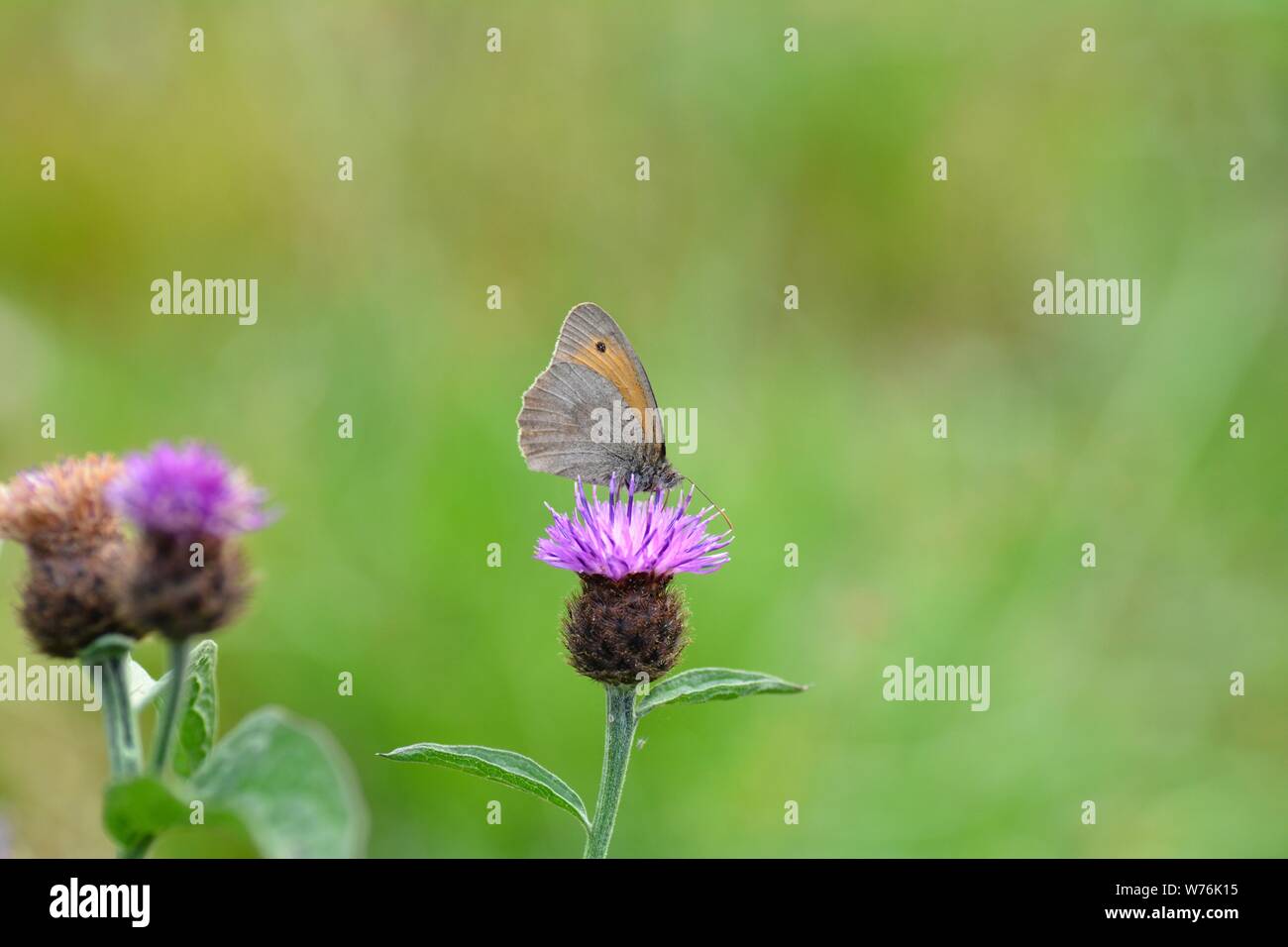 Un petit oiseau - la fièvre des foins ( Coenonympha pamphilus ) sur fleur violet en face de green nature with copy space Banque D'Images