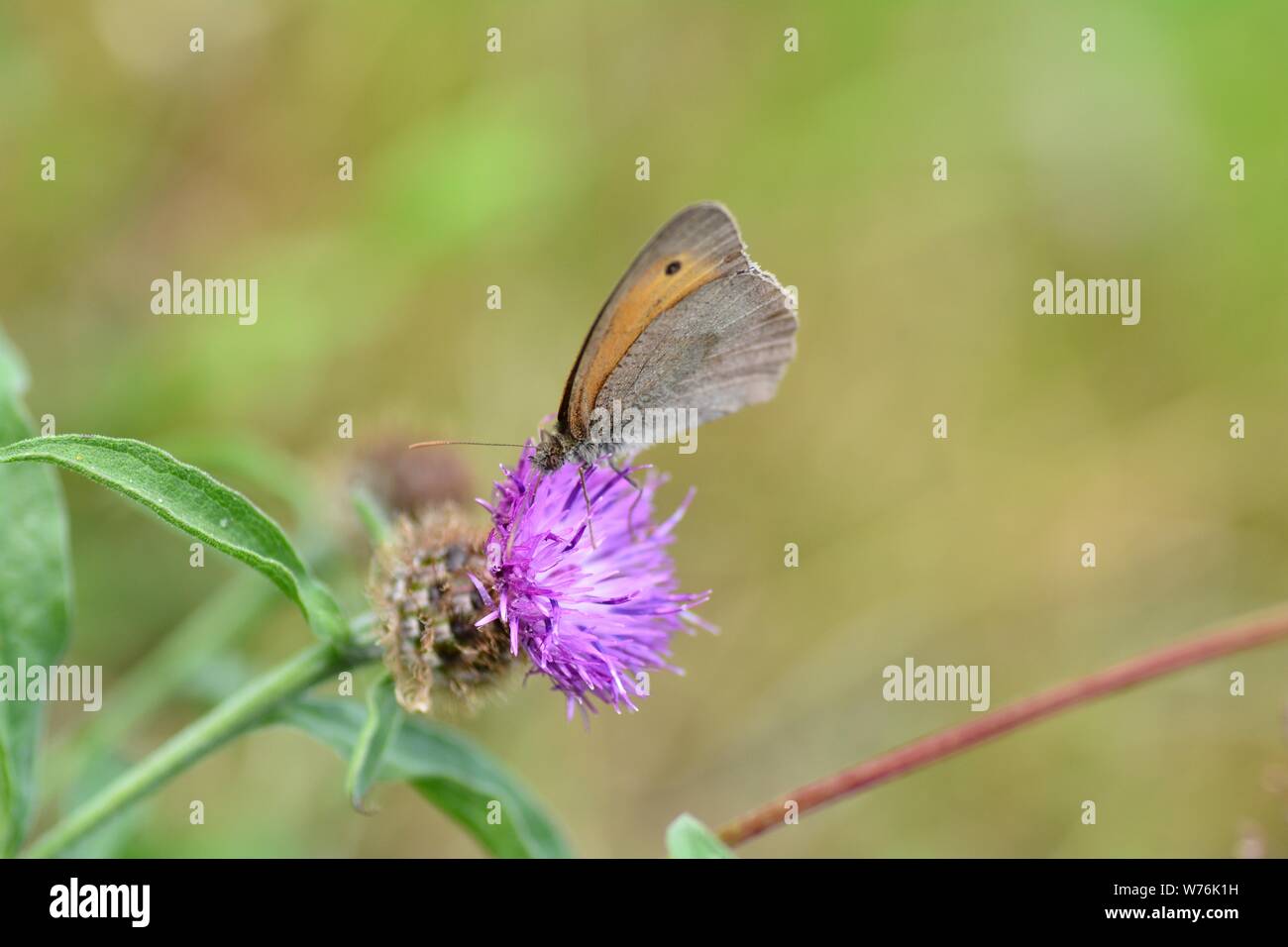 Petit oiseau - la fièvre des foins ( Coenonympha pamphilus ) sur fleur violet en face de green nature with copy space Banque D'Images
