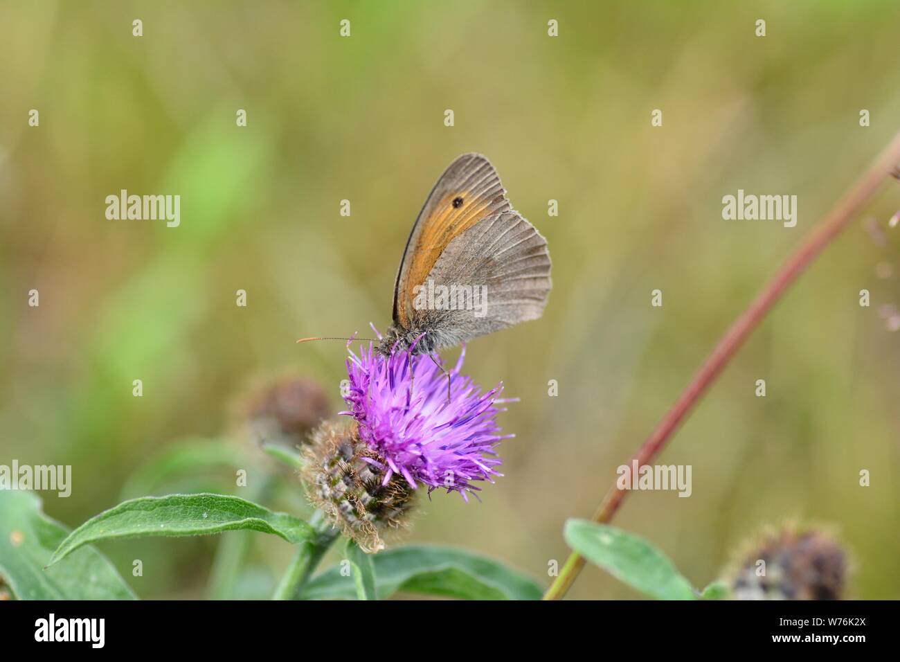 Une prairie bird - la fièvre des foins ( Coenonympha pamphilus ) sur fleur violet en face de green nature with copy space Banque D'Images