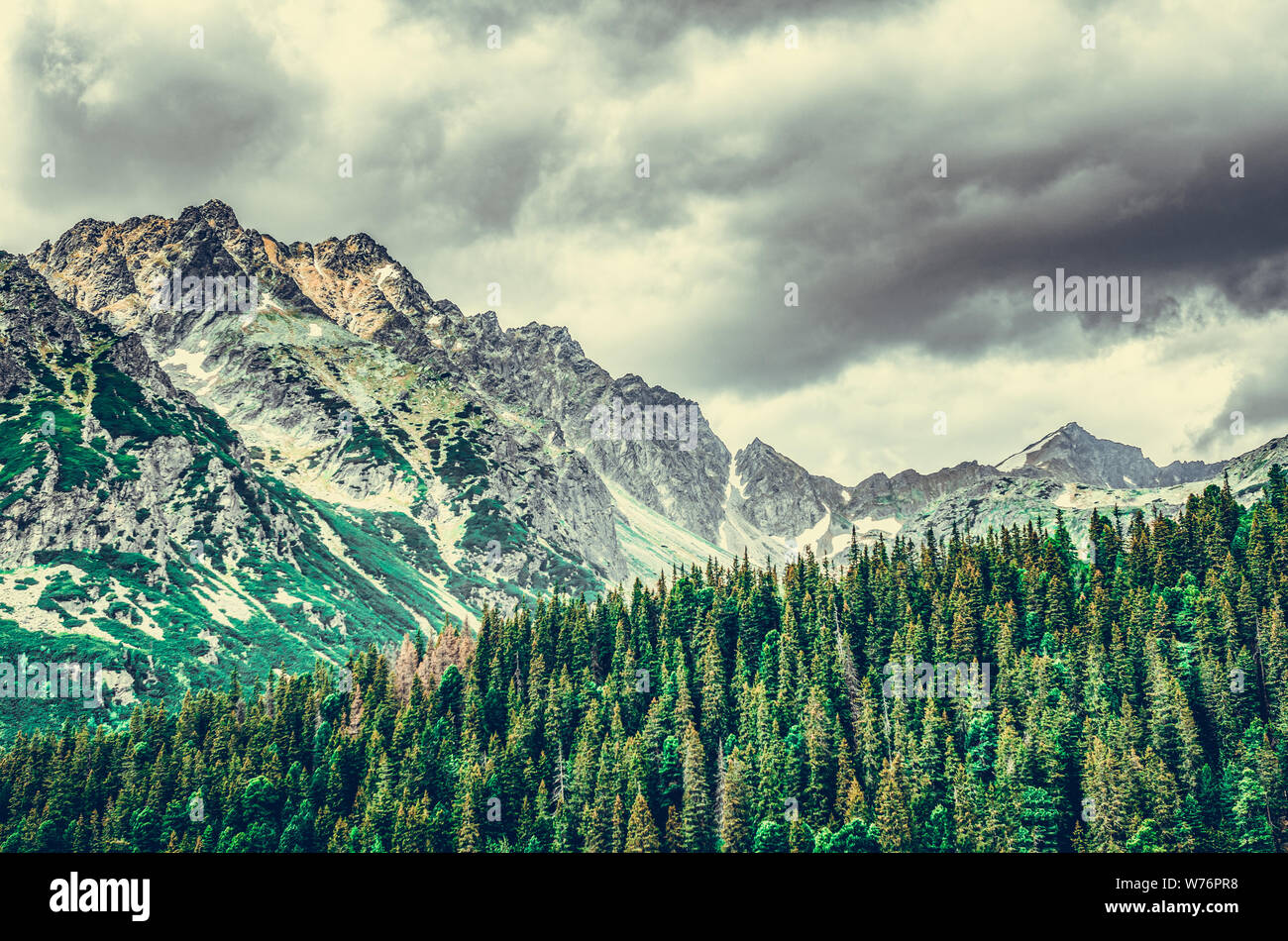 Un chemin dans une forêt dans les Tatras en Slovaquie. L'Europe. Banque D'Images