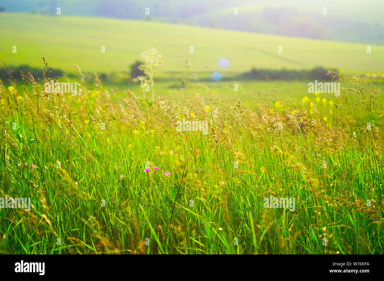 Prairie de hautes herbes, des fleurs, des collines floue et champs en arrière-plan. Coucher du soleil d'été dynamique avec soleil chaud arrondi. Banque D'Images