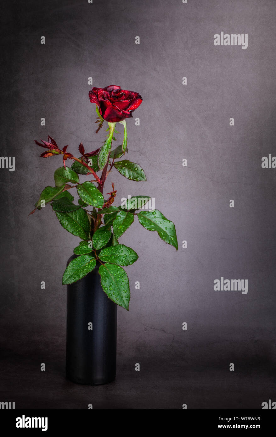 Rose rouge dans un vase noir sur fond gris Banque D'Images