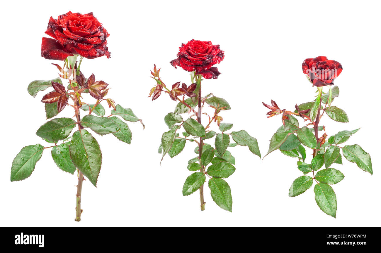 Rose rouge isolé sur fond blanc Banque D'Images