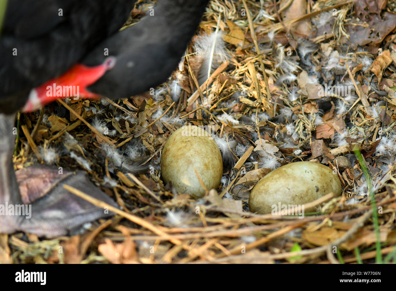 Black Swan la nidification des oeufs dans la nature de l'environnement Banque D'Images