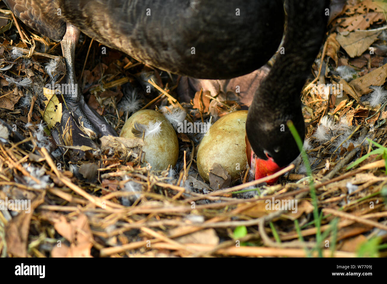Black Swan la nidification des oeufs dans la nature de l'environnement Banque D'Images