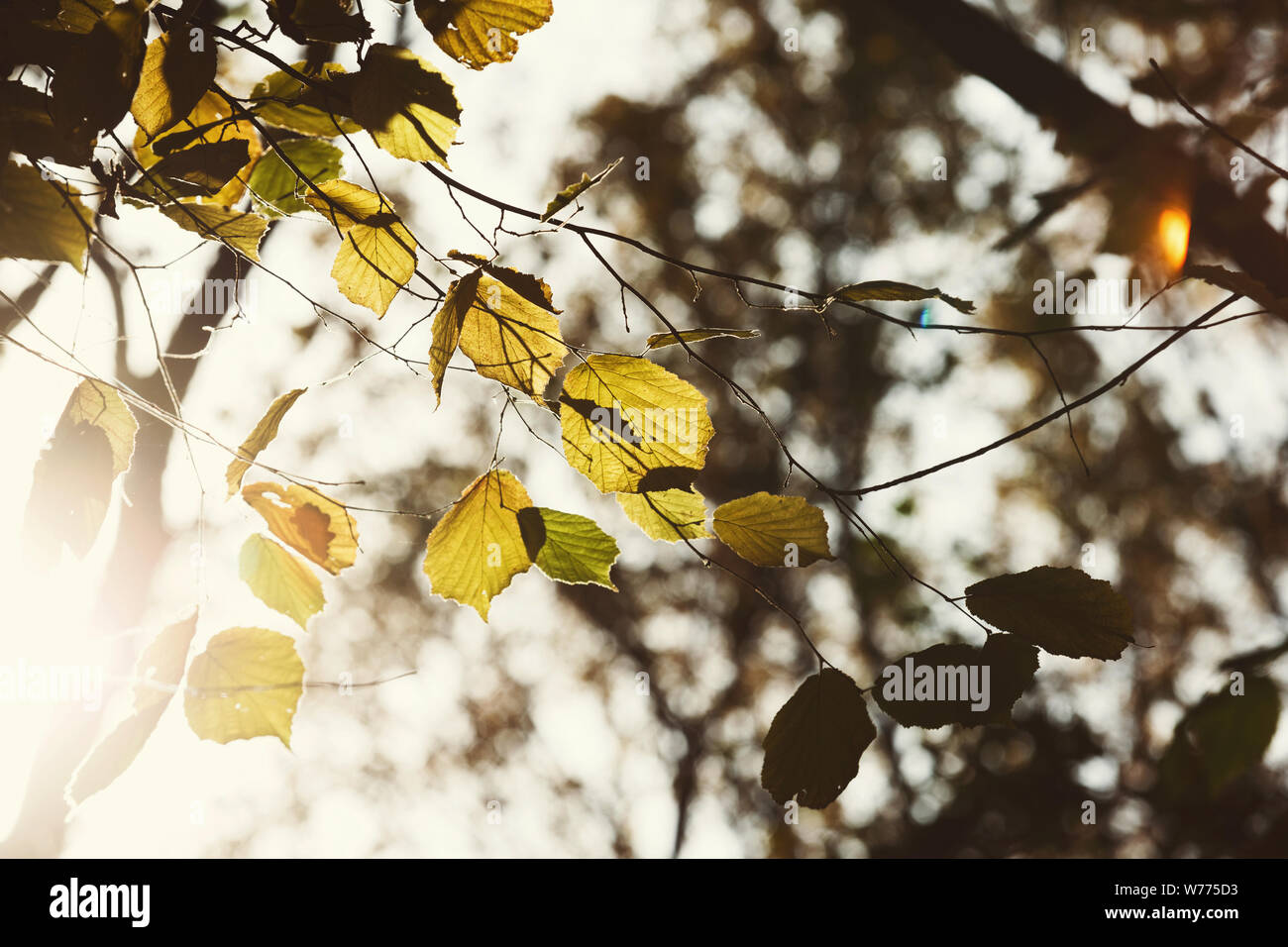 Contexte de l'automne. Branches d'arbres avec les feuilles d'automne Banque D'Images