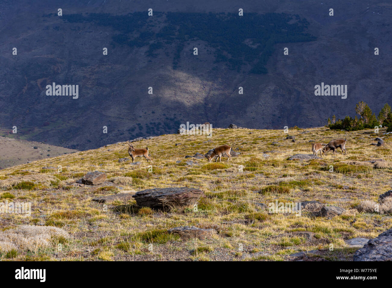 Capricorne de pâturage dans les Alpujarras, Sierra Nevad en Espagne Banque D'Images