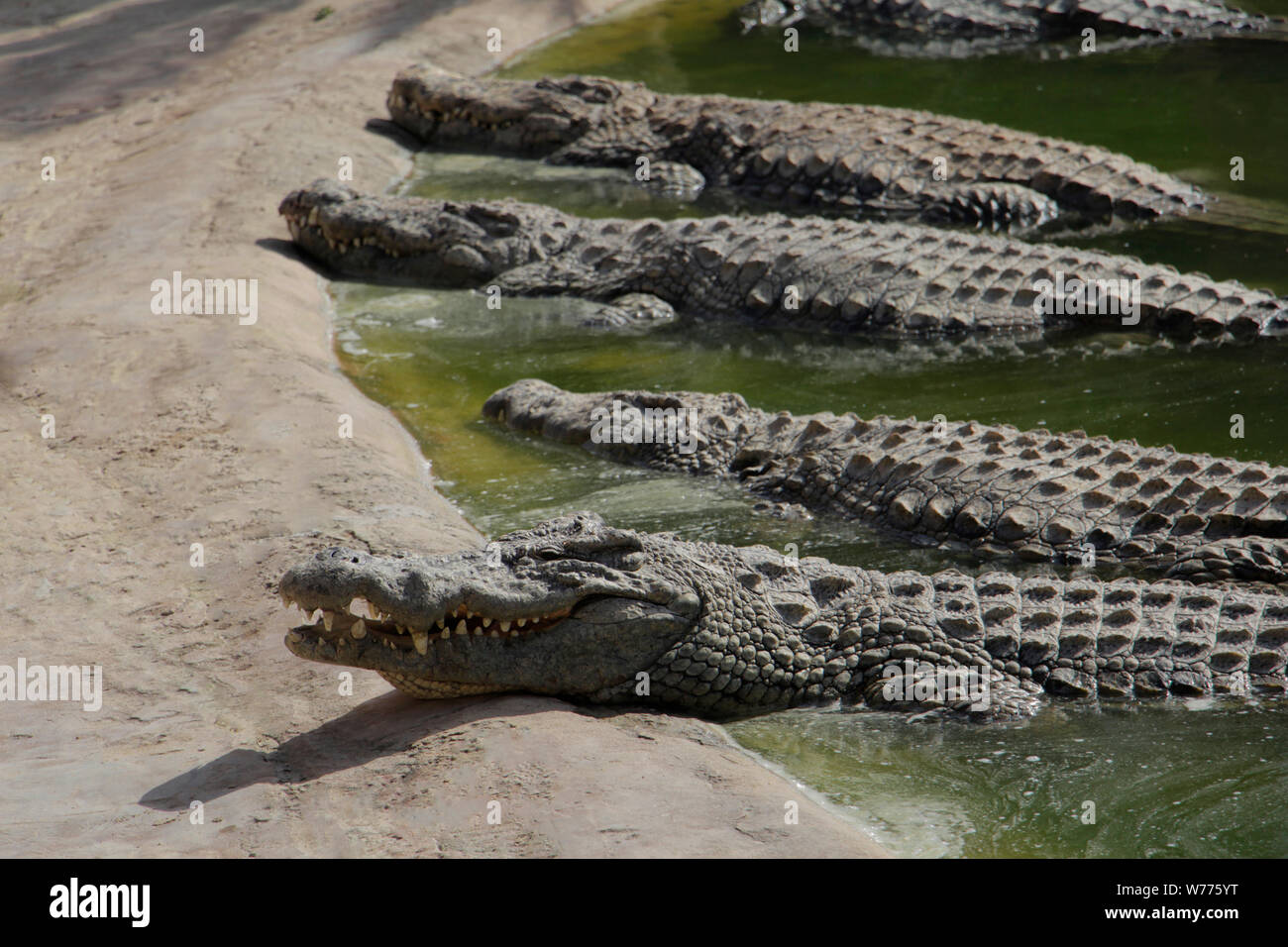 les-crocodiles-se-pr-lasser-au-soleil-les-crocodiles-dans-l-tang