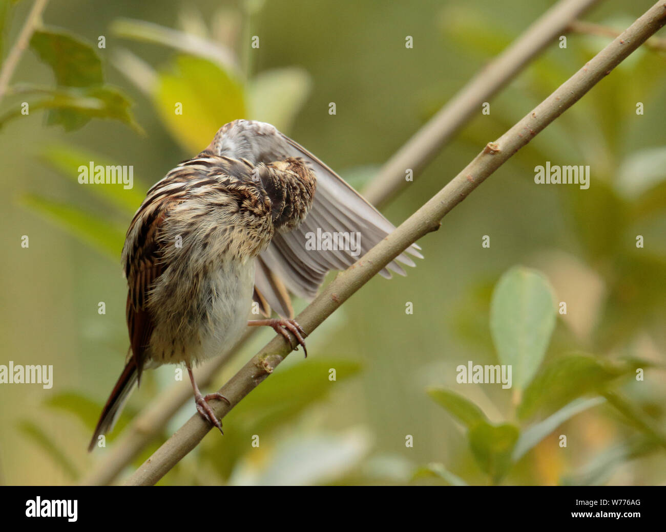 Reed Bunting femelle Banque D'Images