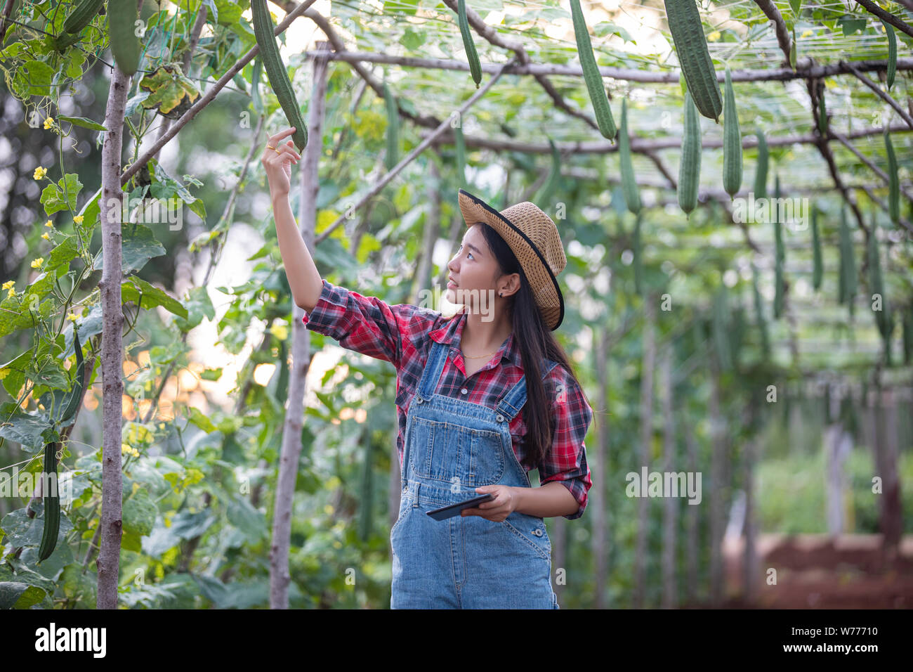 Les femmes Asias ingénieur agronome et agriculteur en utilisant la technologie de l'inspection dans l'agriculture et le champ de légumes biologiques Banque D'Images