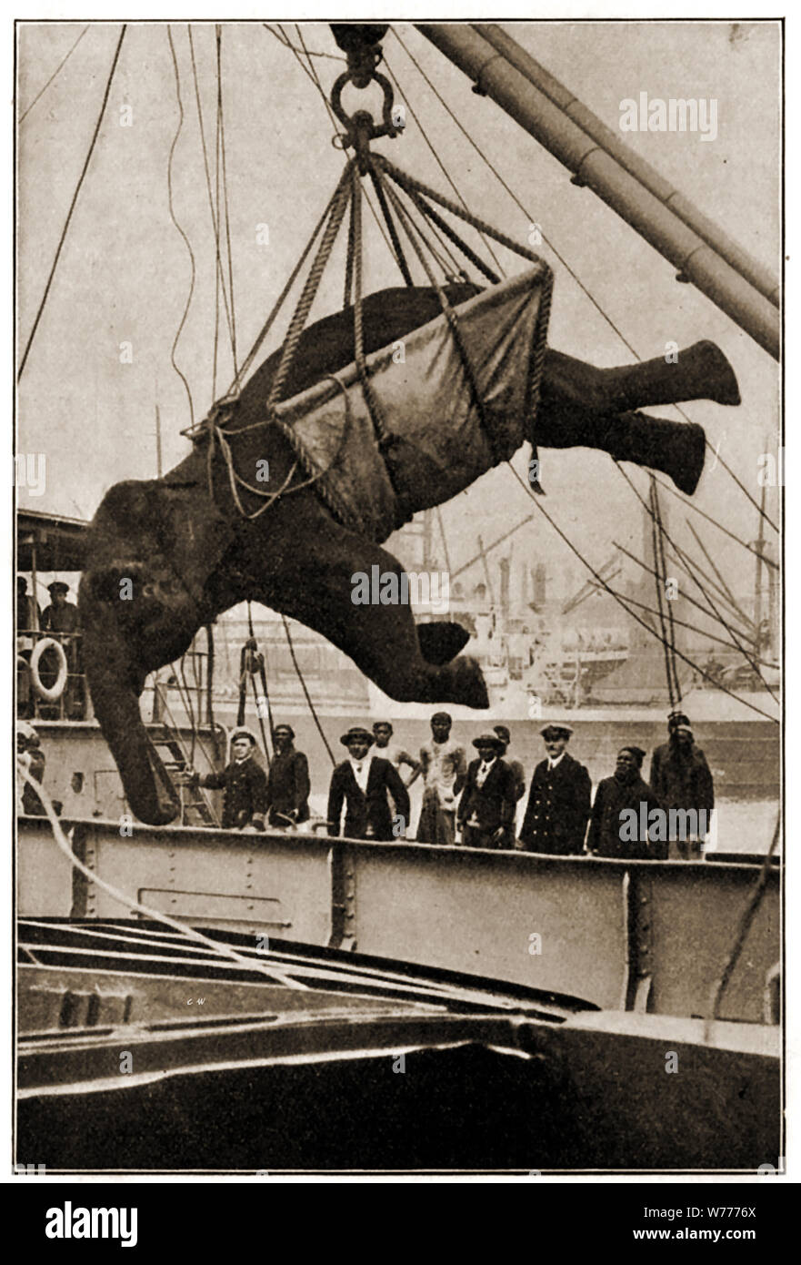 Déchargement Minnie l'éléphant d'un navire à l'aide d'une élingue géant.. L'un des nombreux éléphants qui ont été portées à la Grande-Bretagne à se joindre les zoos,ménageries ou prendre part à des spectacles de cirque. Vers 1940 Banque D'Images