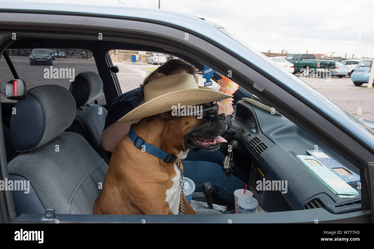 Un chien contributeur à un défilé de véhicules et à la station de cowpokes Stockyards de Fort Worth, Texas Description physique : 1 photographie : numérique, tiff, la couleur. Notes : don ; l'Lyda Hill Foundation ; 2014 ; (DLC/PP-2014:054.) ; titre, date et mots-clés basés sur les informations fournies par le photographe. ; fait partie de : Lyda Hill Texas Collection de photographies dans l'Amérique de Carol M. Highsmith dans le projet Carol M. Highsmith Archive. ; Banque D'Images