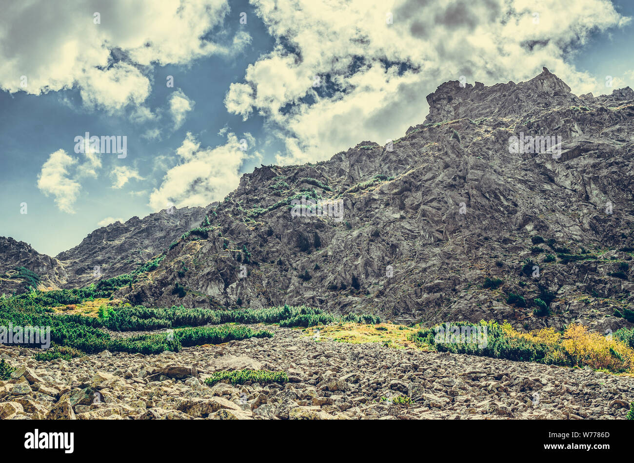 Un chemin dans une forêt dans les Tatras en Slovaquie. L'Europe. Banque D'Images