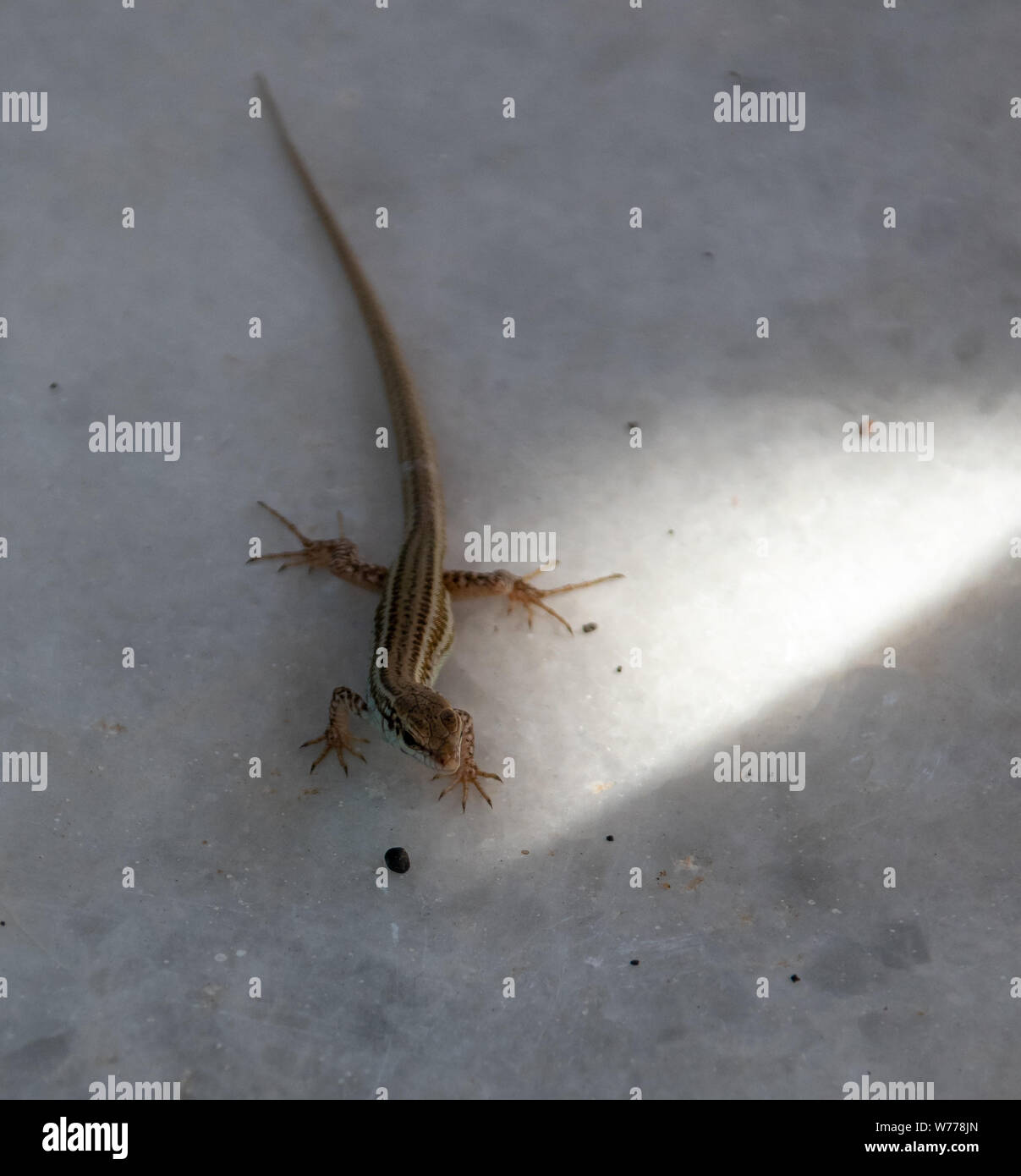 Un lézard des murailles Erhard's marche sur un sol de marbre à Santorini Banque D'Images