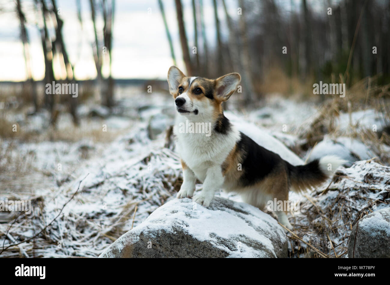 Chien à la recherche à l'état sauvage, soirée d'hiver dans la forêt gelée avec de l'herbe jaune, les arbres et la neige, Welsh Corgi Pembroke produites Banque D'Images