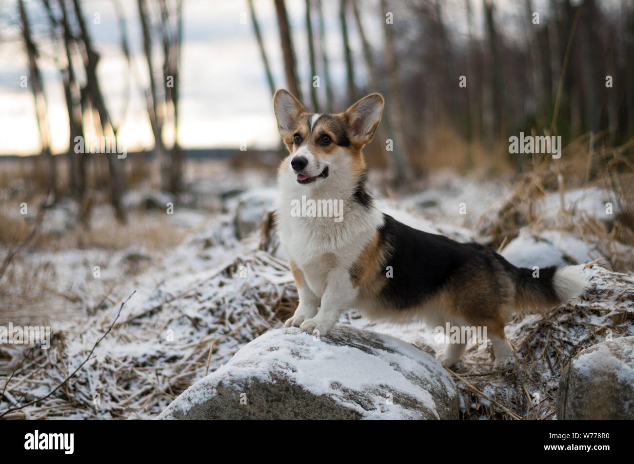 Chien à la recherche à l'état sauvage, soirée d'hiver dans la forêt gelée avec de l'herbe jaune, les arbres et la neige, Welsh Corgi Pembroke produites Banque D'Images
